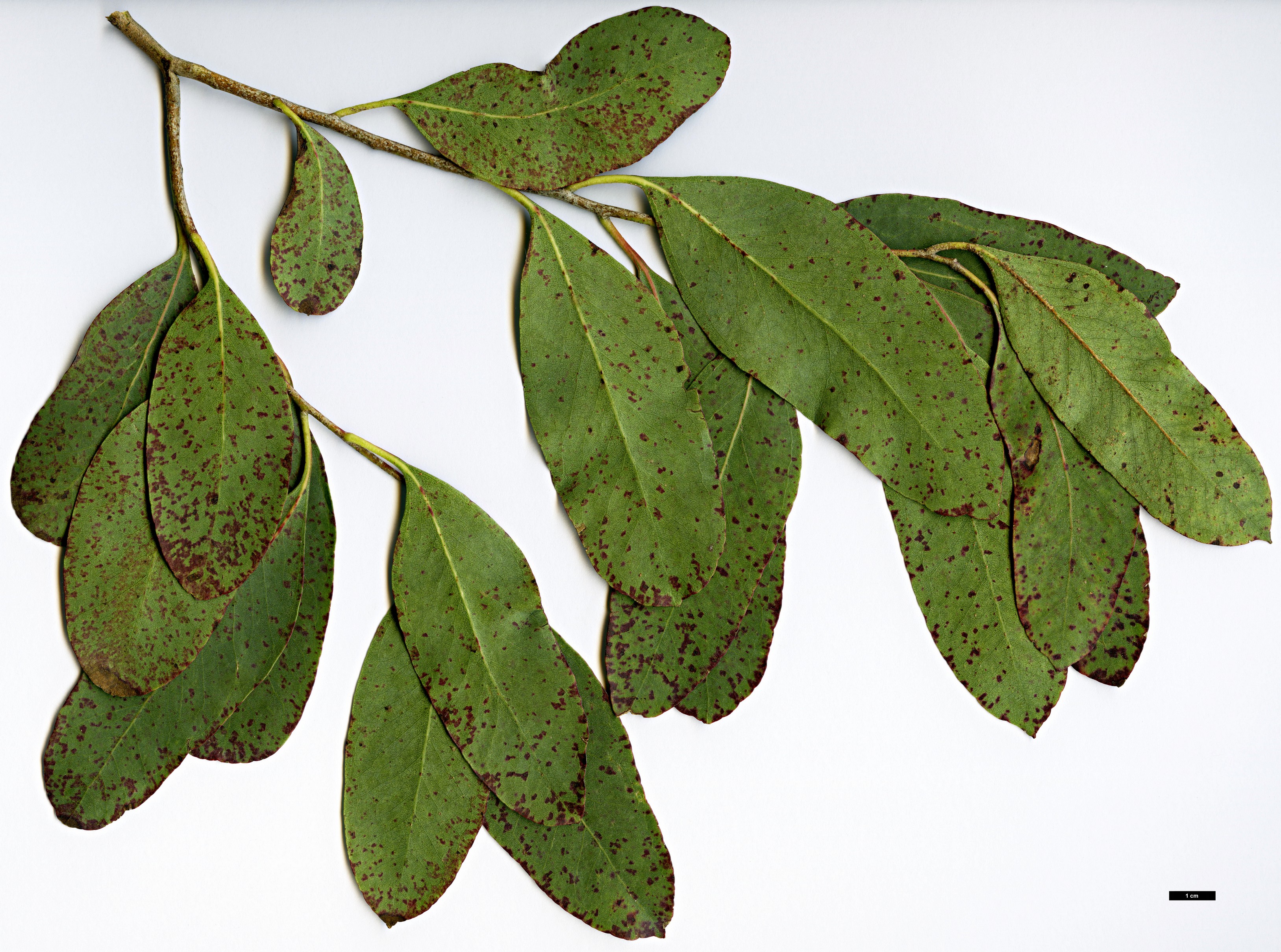 High resolution image: Family: Myrtaceae - Genus: Eucalyptus - Taxon: camphora