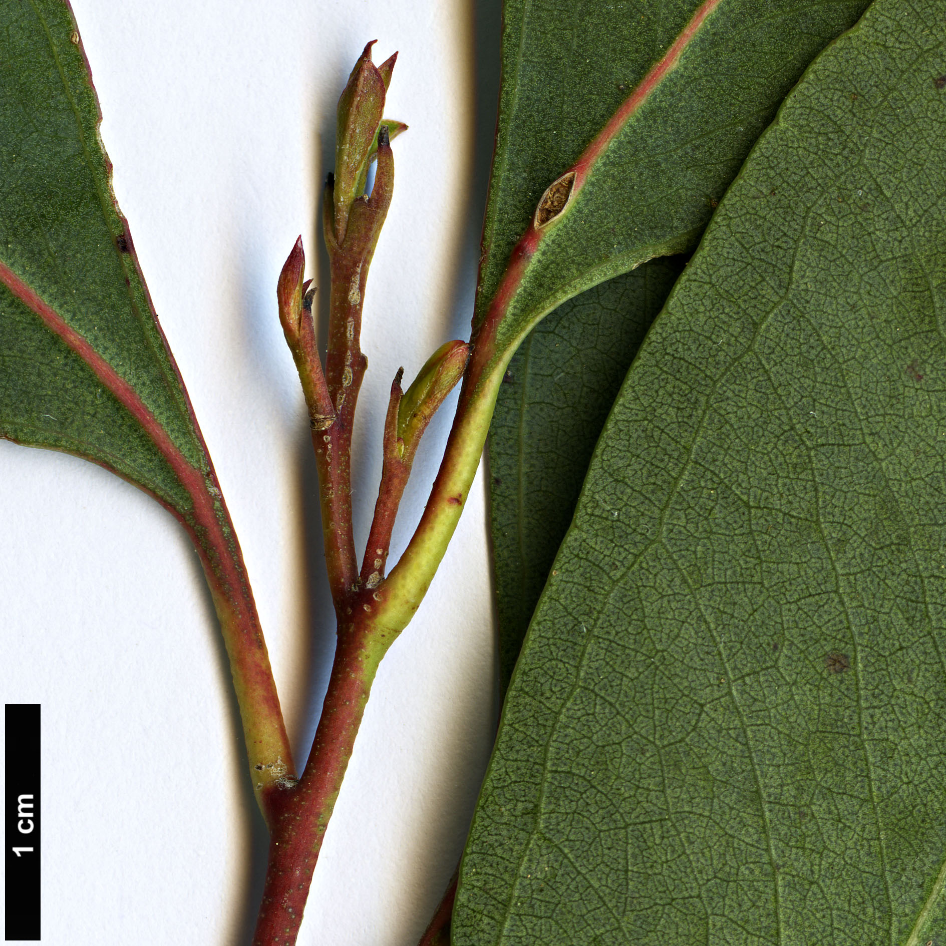 High resolution image: Family: Myrtaceae - Genus: Eucalyptus - Taxon: camphora