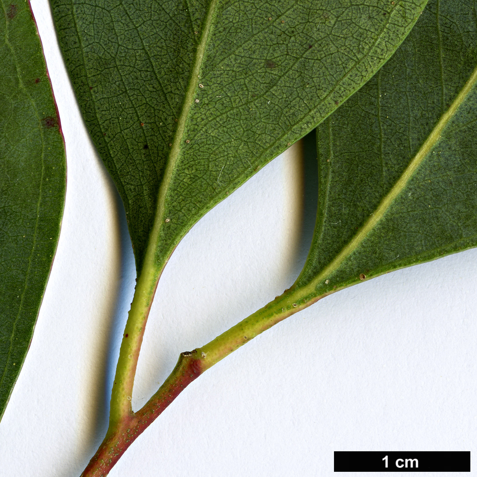 High resolution image: Family: Myrtaceae - Genus: Eucalyptus - Taxon: camphora