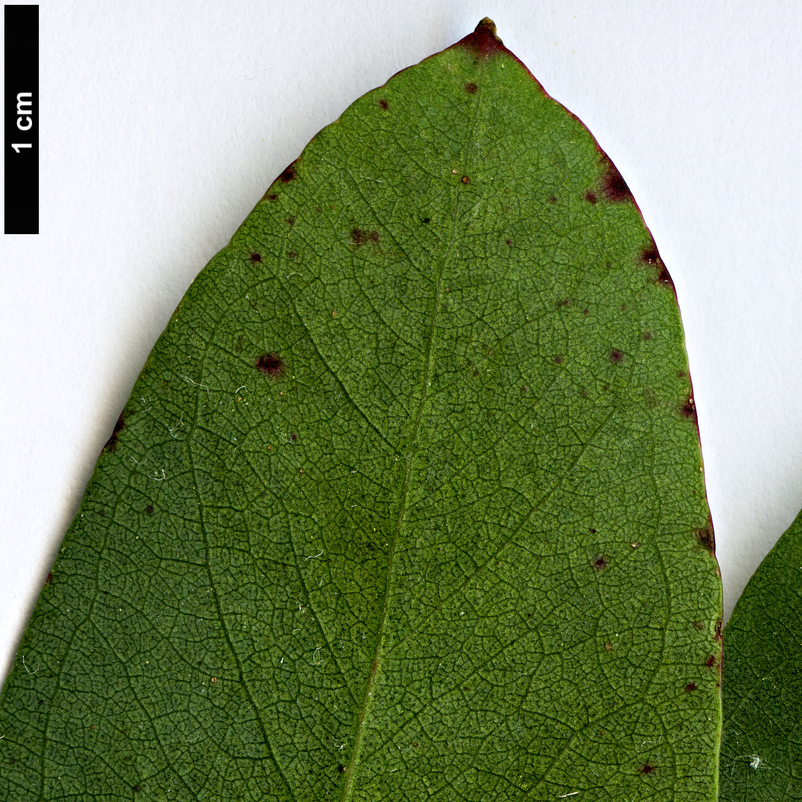 High resolution image: Family: Myrtaceae - Genus: Eucalyptus - Taxon: camphora