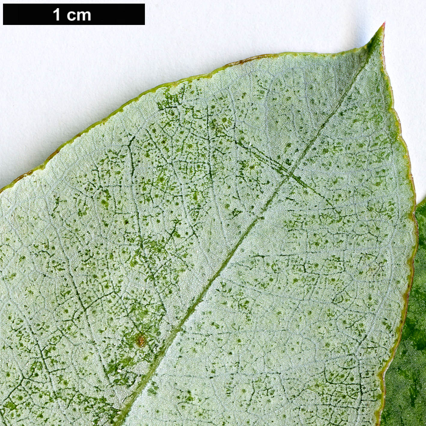 High resolution image: Family: Myrtaceae - Genus: Eucalyptus - Taxon: globulus