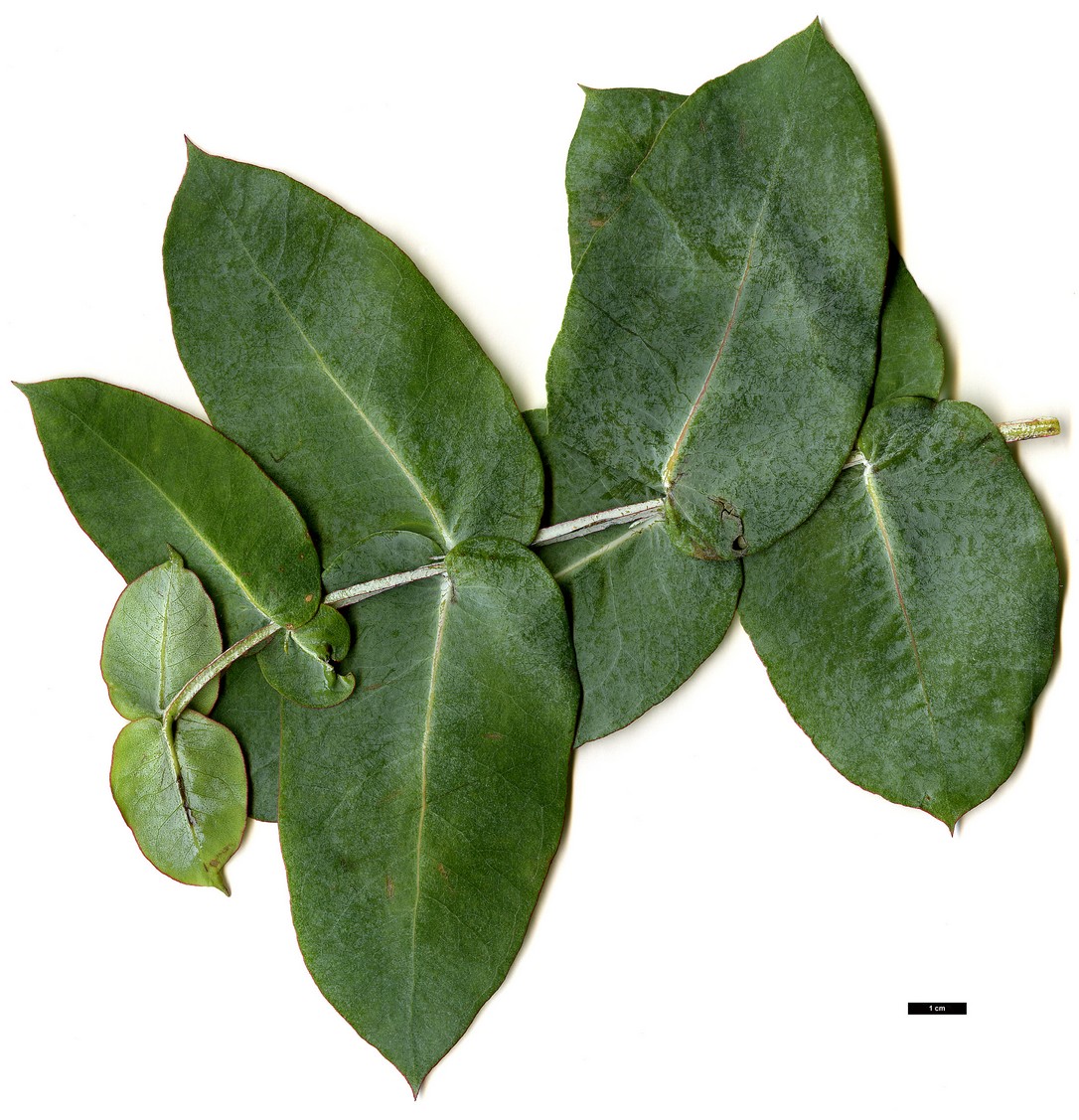 High resolution image: Family: Myrtaceae - Genus: Eucalyptus - Taxon: globulus