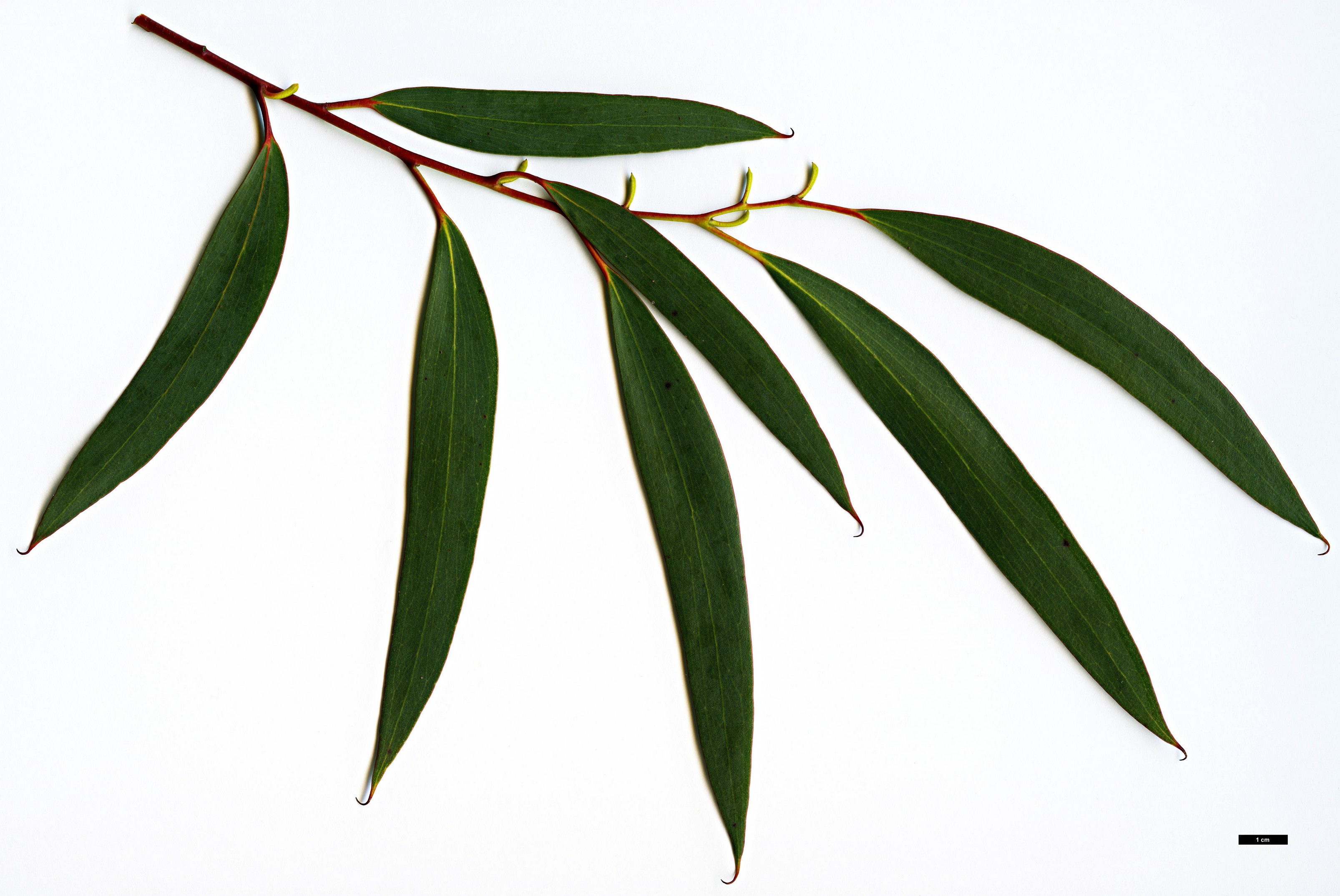 High resolution image: Family: Myrtaceae - Genus: Eucalyptus - Taxon: gregsoniana