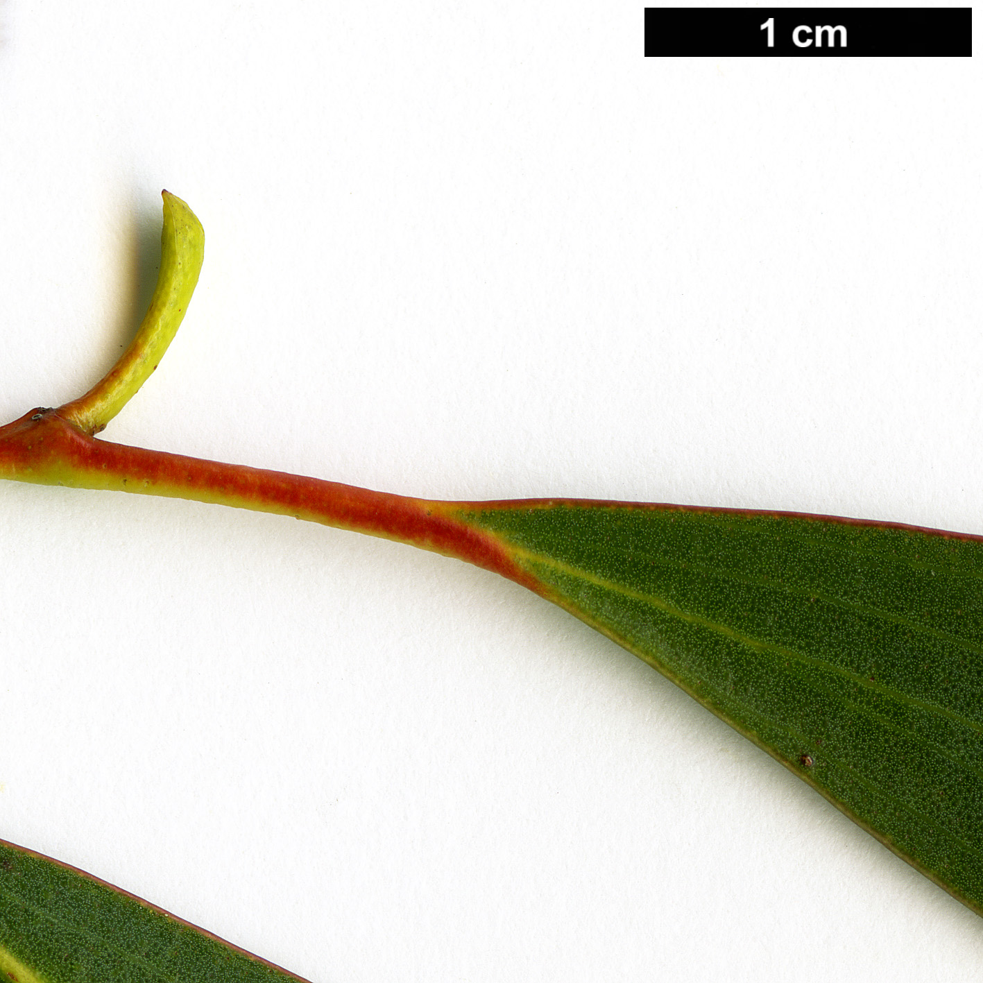 High resolution image: Family: Myrtaceae - Genus: Eucalyptus - Taxon: gregsoniana