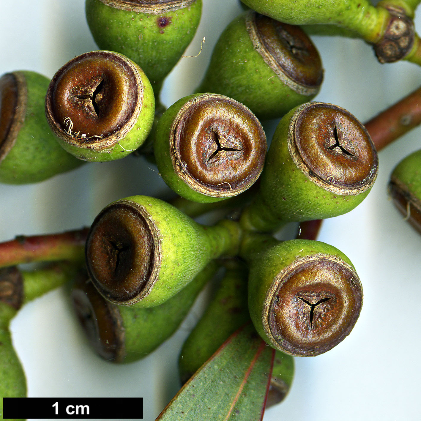 High resolution image: Family: Myrtaceae - Genus: Eucalyptus - Taxon: gregsoniana