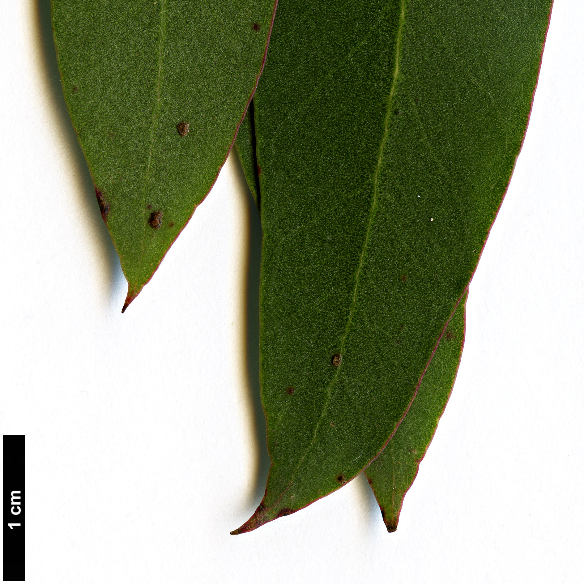 High resolution image: Family: Myrtaceae - Genus: Eucalyptus - Taxon: gunnii