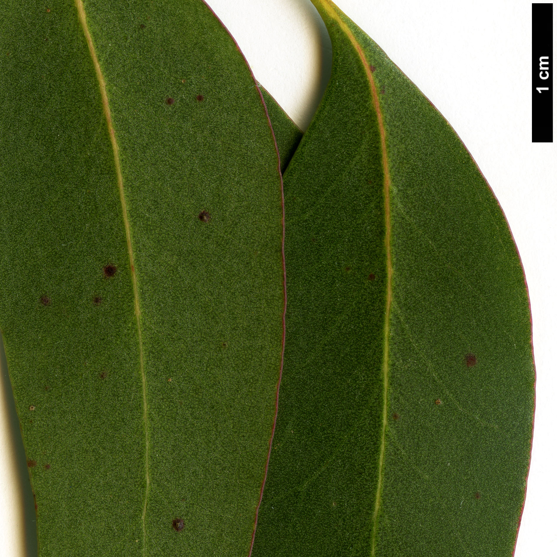 High resolution image: Family: Myrtaceae - Genus: Eucalyptus - Taxon: gunnii