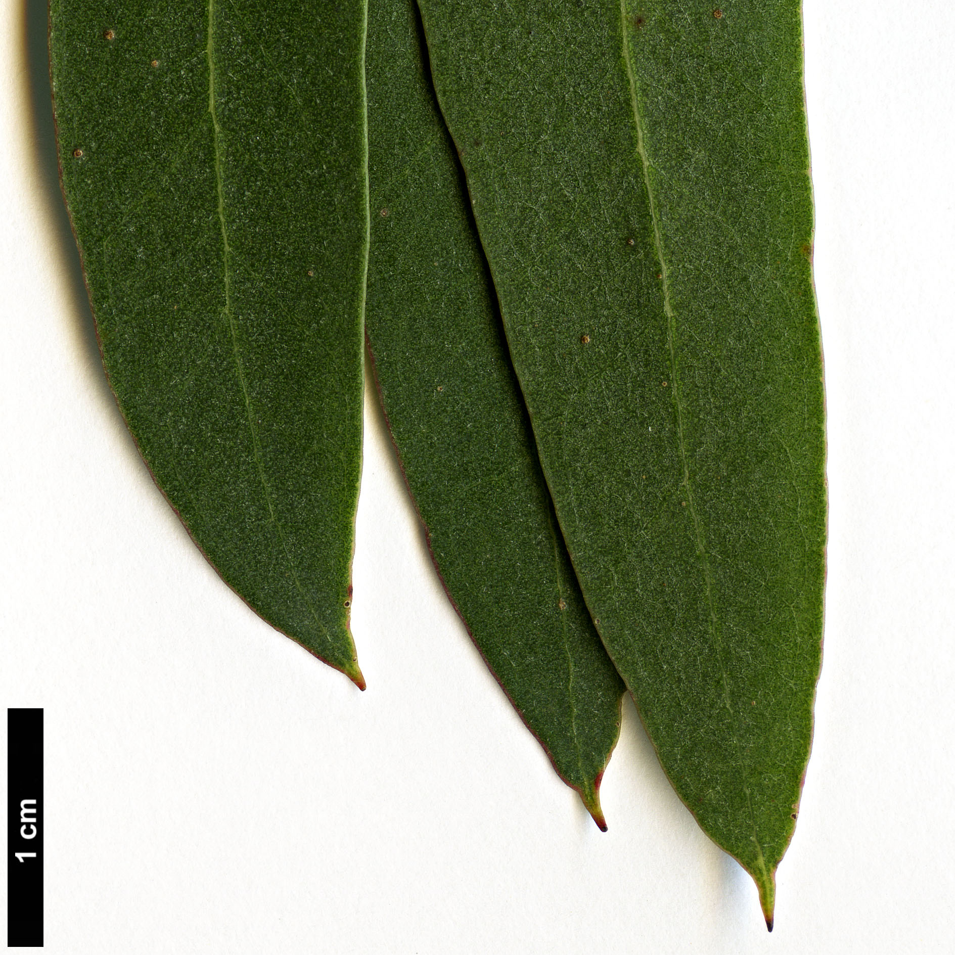 High resolution image: Family: Myrtaceae - Genus: Eucalyptus - Taxon: gunnii