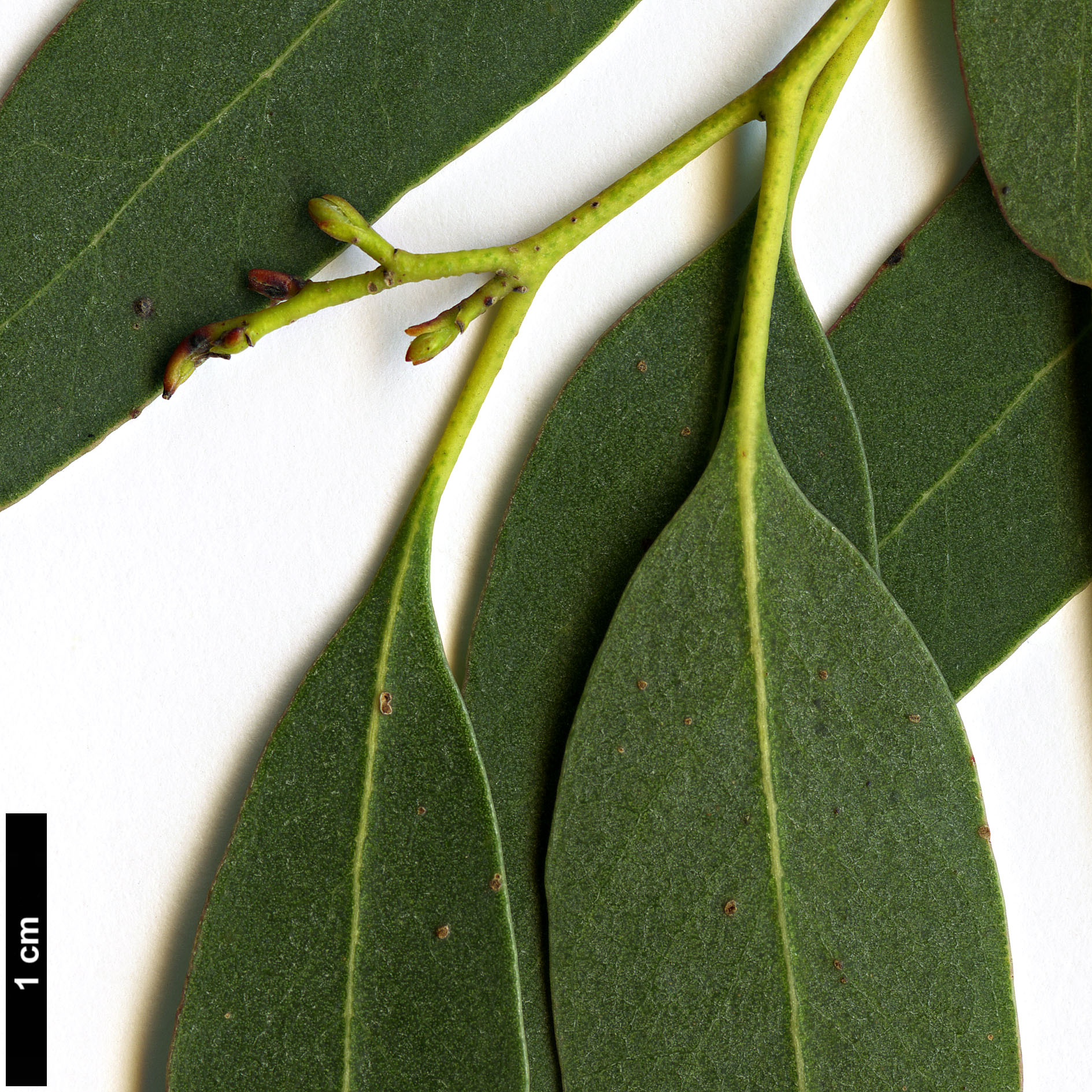 High resolution image: Family: Myrtaceae - Genus: Eucalyptus - Taxon: gunnii