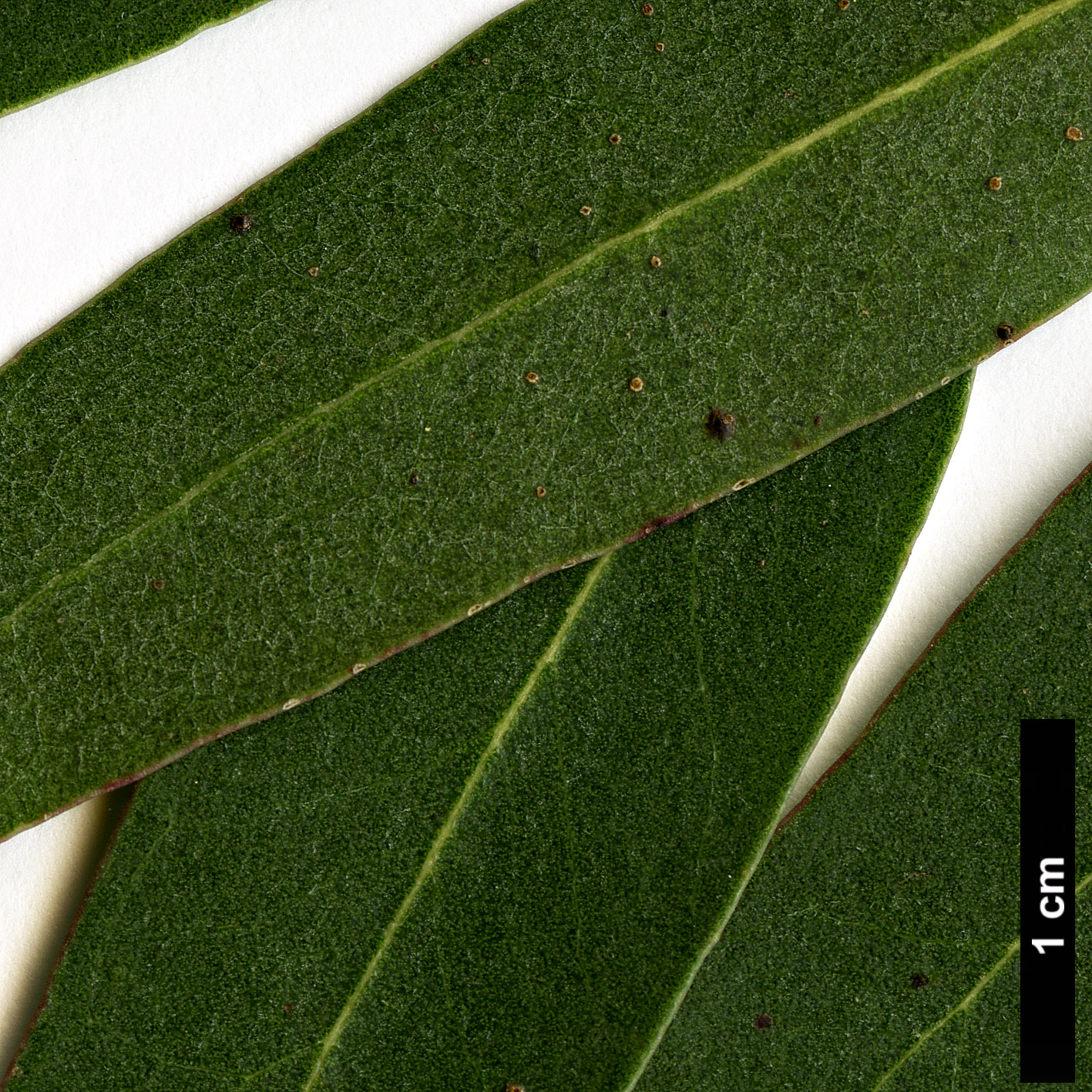 High resolution image: Family: Myrtaceae - Genus: Eucalyptus - Taxon: gunnii