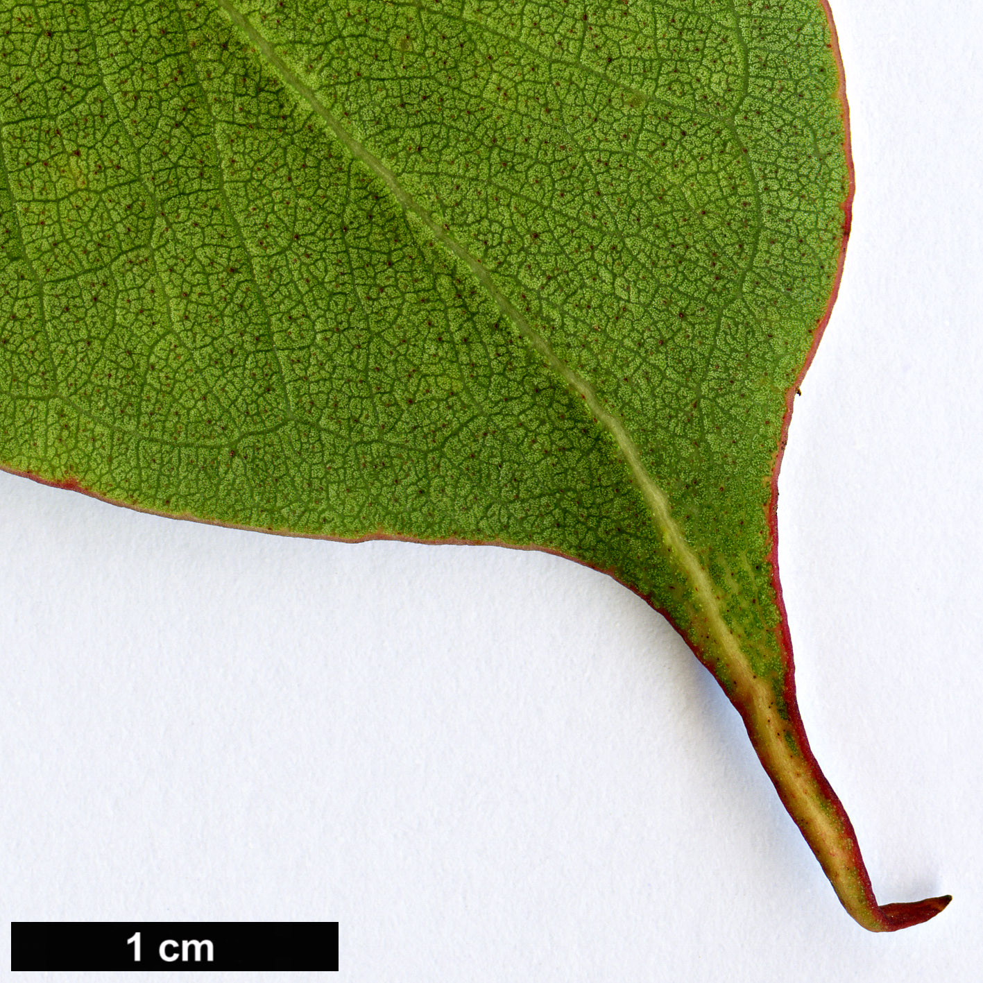 High resolution image: Family: Myrtaceae - Genus: Eucalyptus - Taxon: kitsoniana