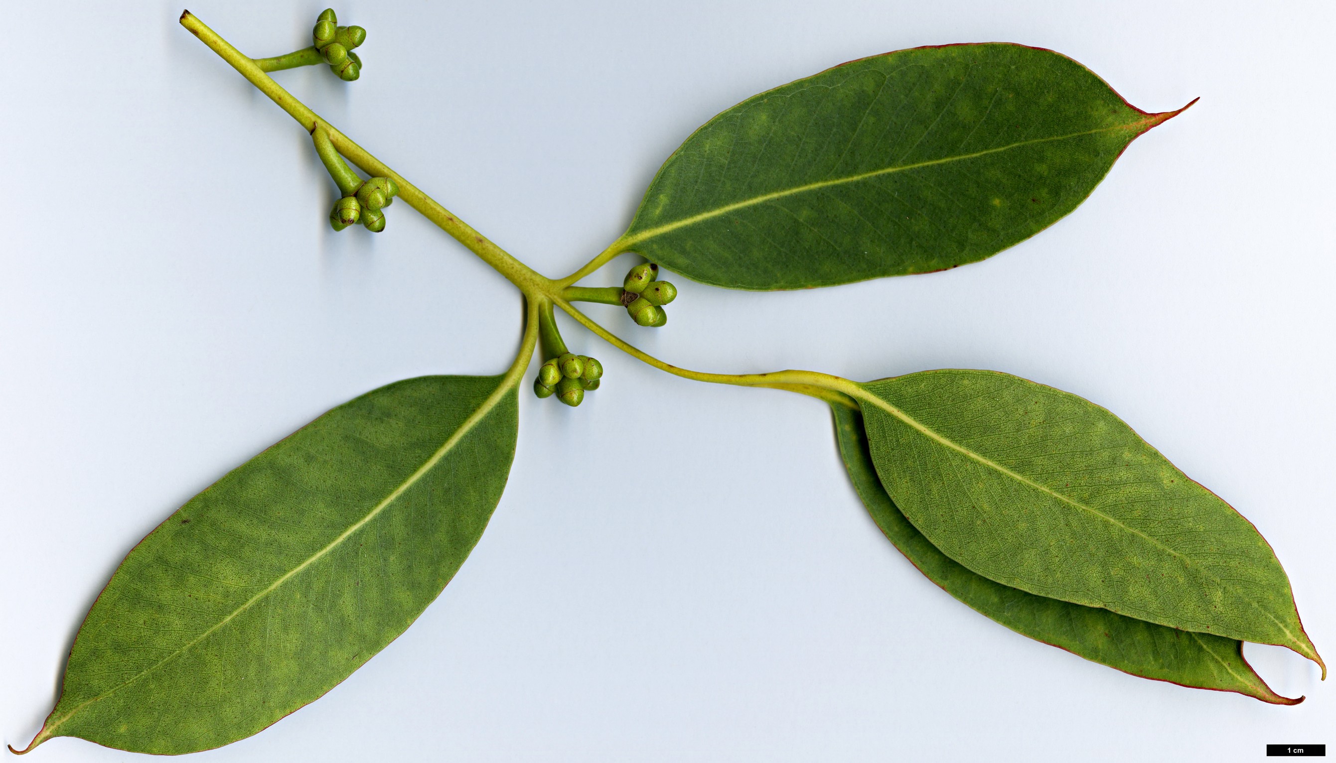 High resolution image: Family: Myrtaceae - Genus: Eucalyptus - Taxon: kitsoniana