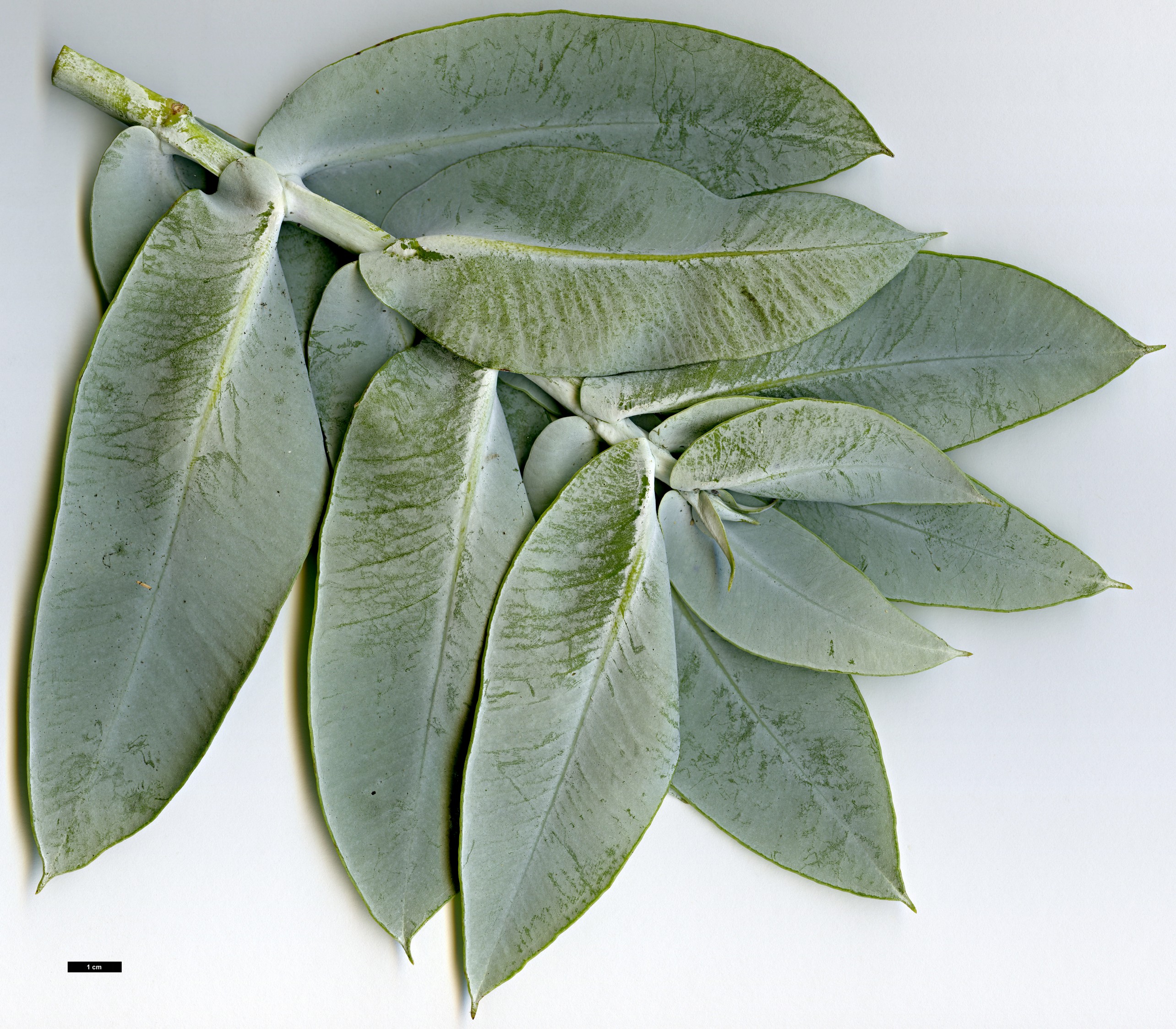 High resolution image: Family: Myrtaceae - Genus: Eucalyptus - Taxon: macrocarpa