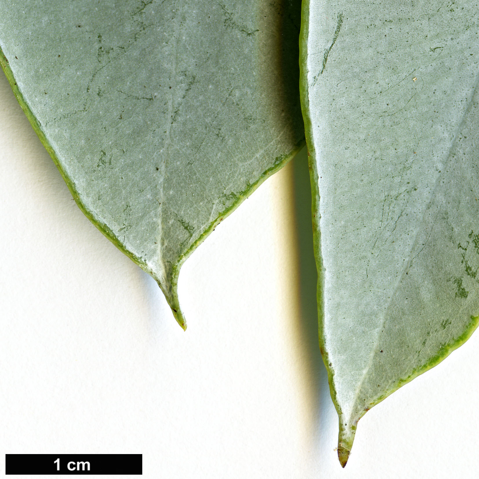 High resolution image: Family: Myrtaceae - Genus: Eucalyptus - Taxon: macrocarpa