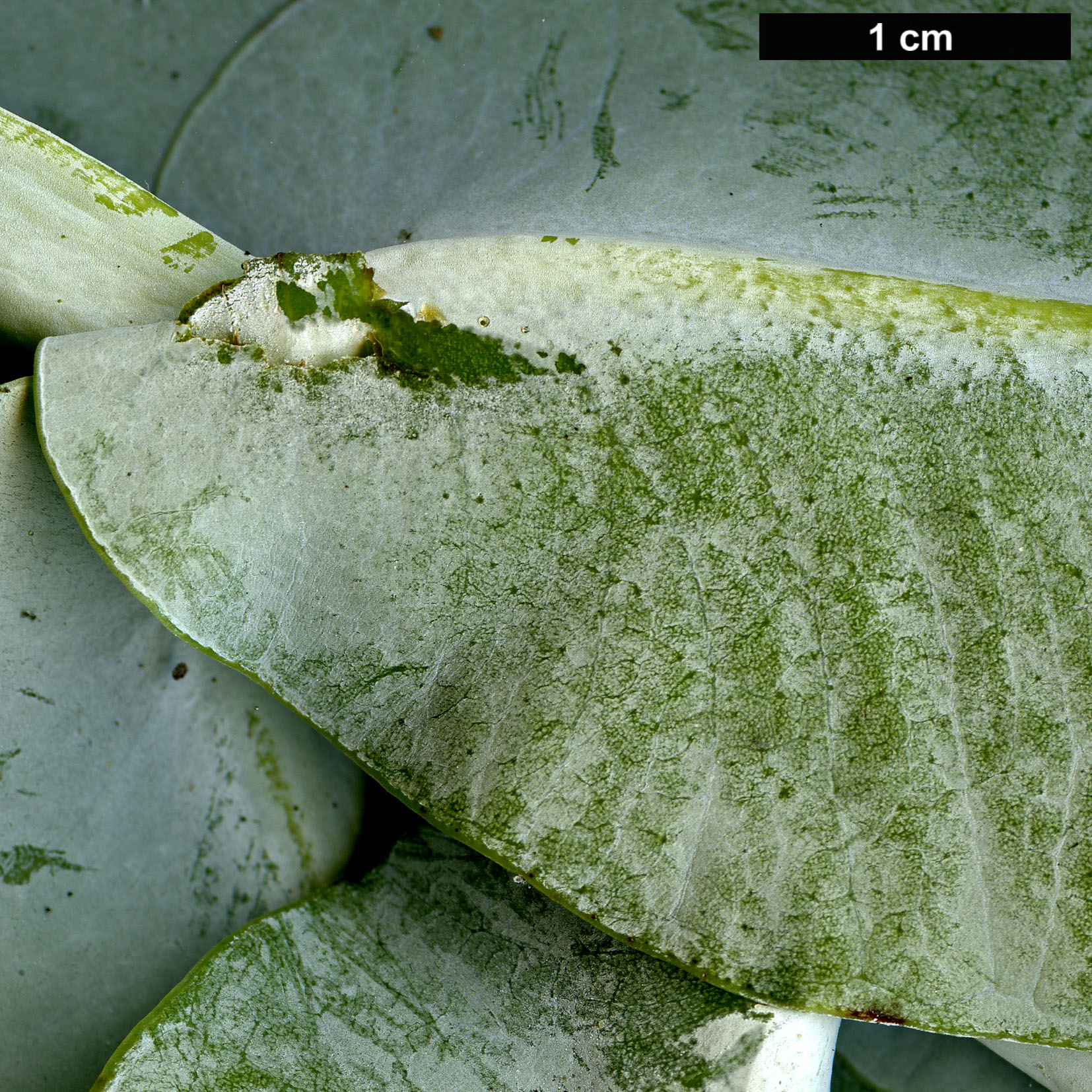 High resolution image: Family: Myrtaceae - Genus: Eucalyptus - Taxon: macrocarpa