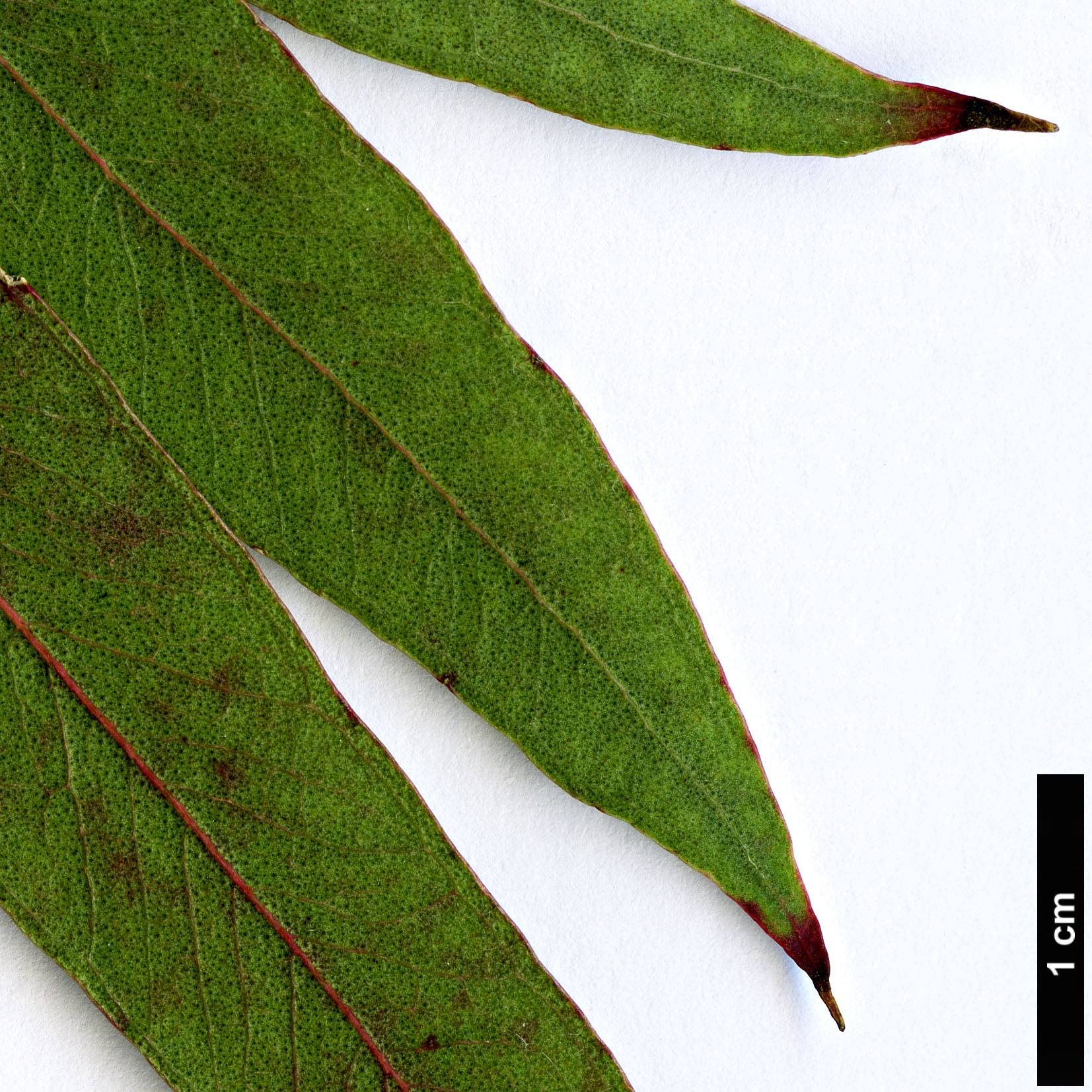 High resolution image: Family: Myrtaceae - Genus: Eucalyptus - Taxon: nicholii