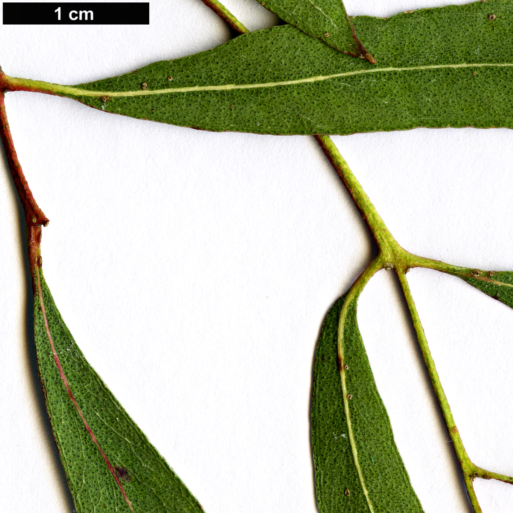 High resolution image: Family: Myrtaceae - Genus: Eucalyptus - Taxon: nicholii