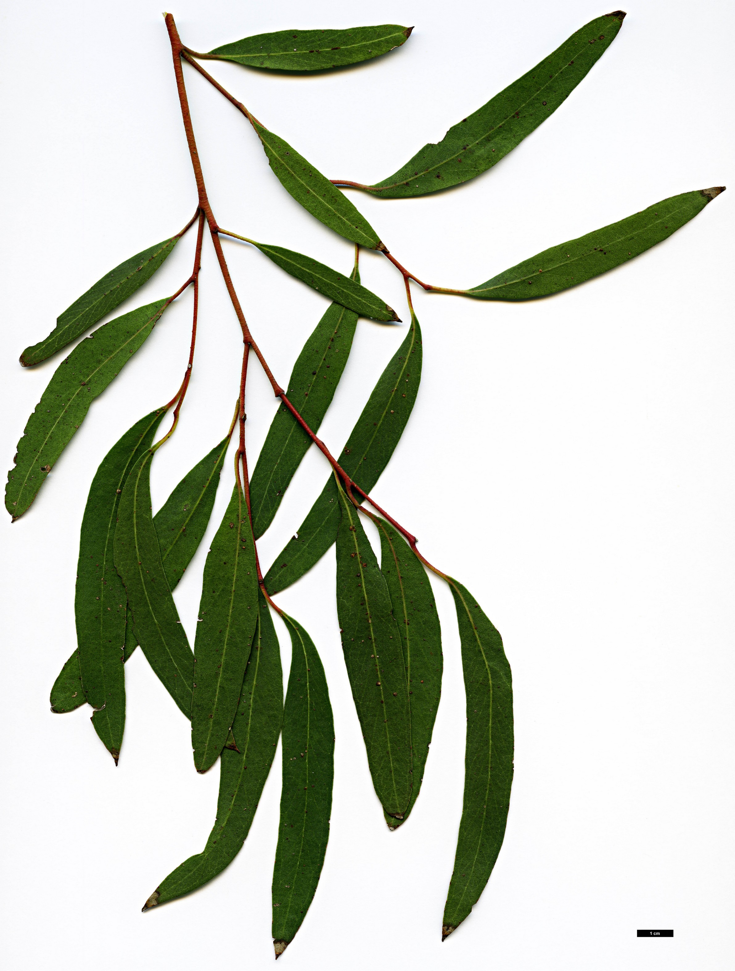 High resolution image: Family: Myrtaceae - Genus: Eucalyptus - Taxon: nitida