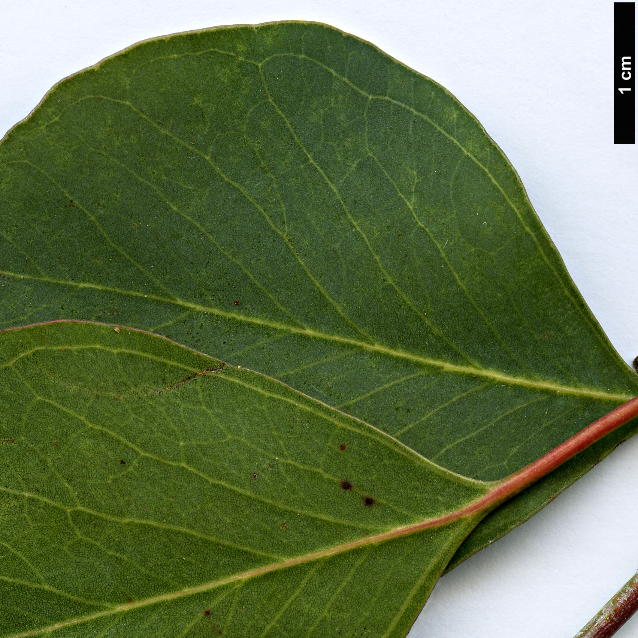 High resolution image: Family: Myrtaceae - Genus: Eucalyptus - Taxon: polyanthemos