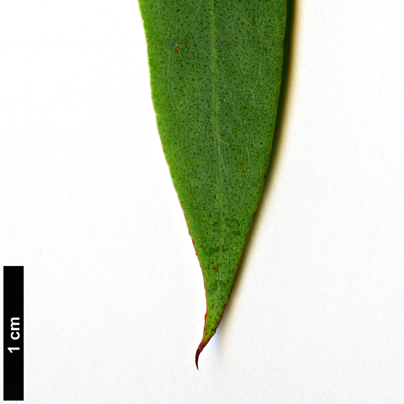 High resolution image: Family: Myrtaceae - Genus: Eucalyptus - Taxon: radiata