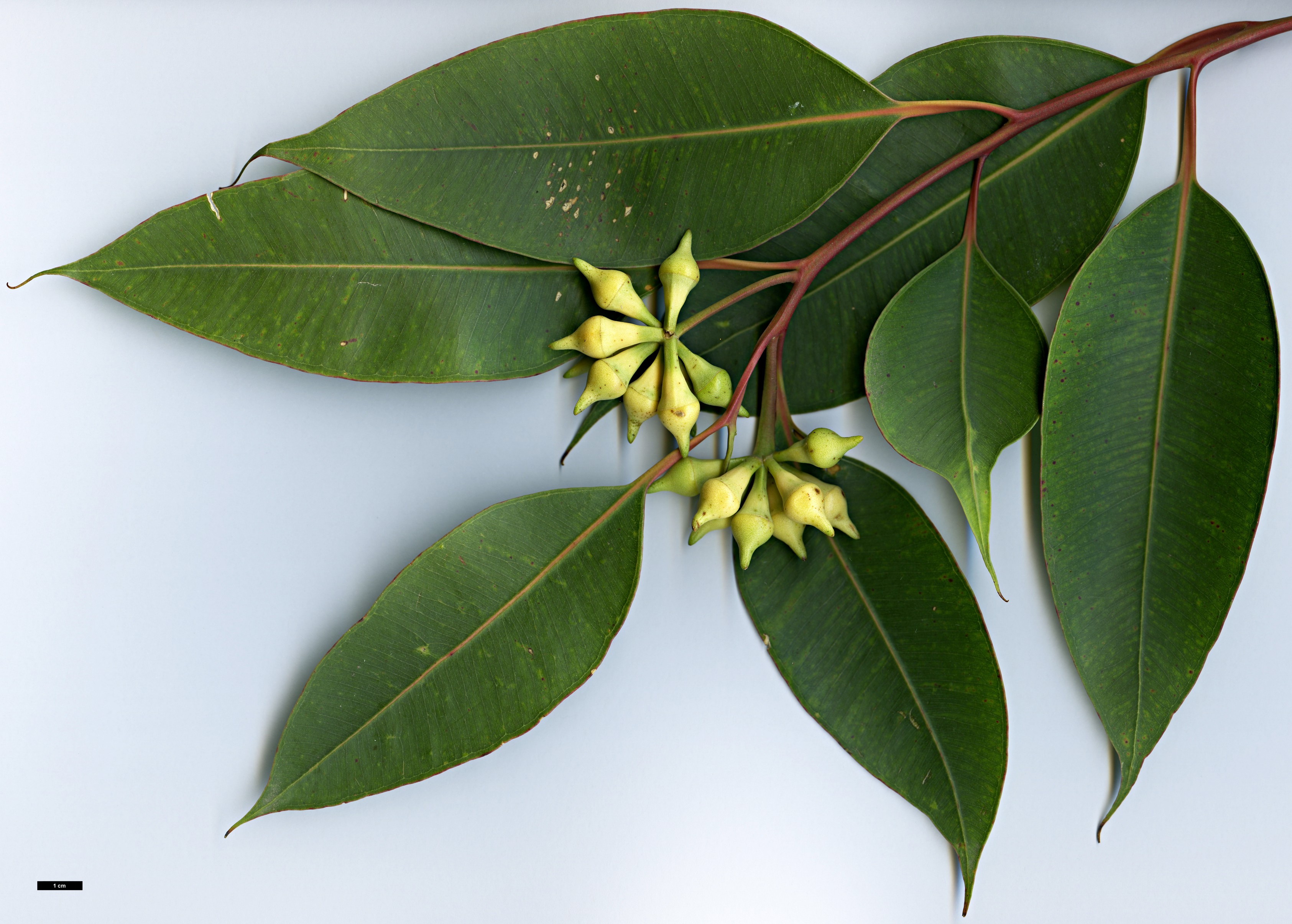 High resolution image: Family: Myrtaceae - Genus: Eucalyptus - Taxon: robusta