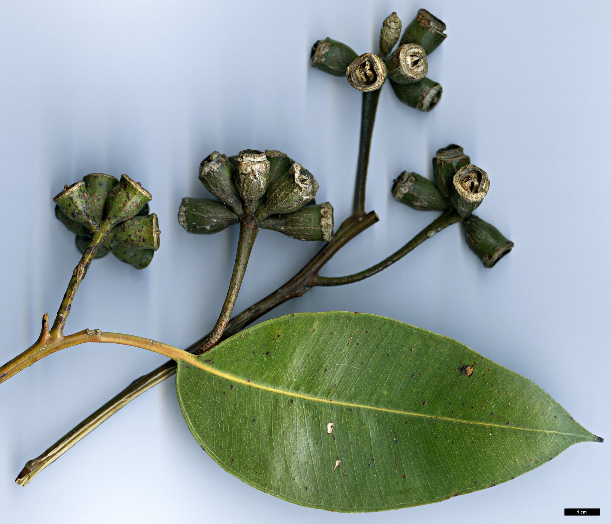 High resolution image: Family: Myrtaceae - Genus: Eucalyptus - Taxon: robusta