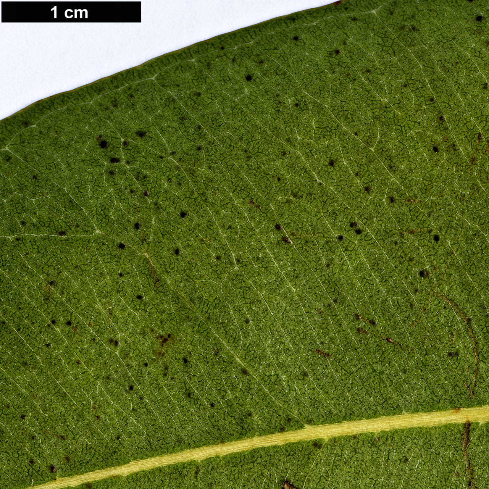 High resolution image: Family: Myrtaceae - Genus: Eucalyptus - Taxon: robusta