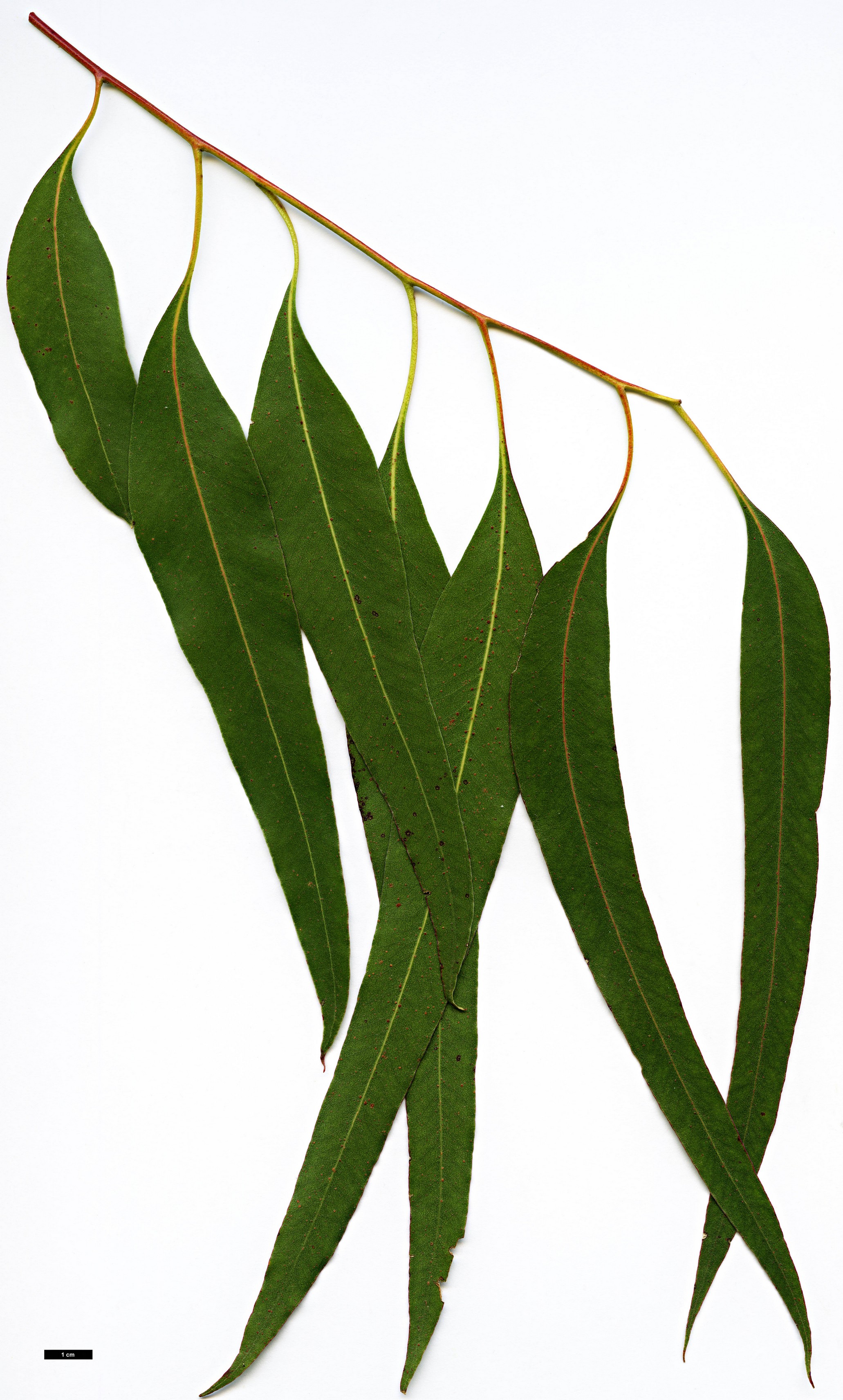 High resolution image: Family: Myrtaceae - Genus: Eucalyptus - Taxon: viminalis