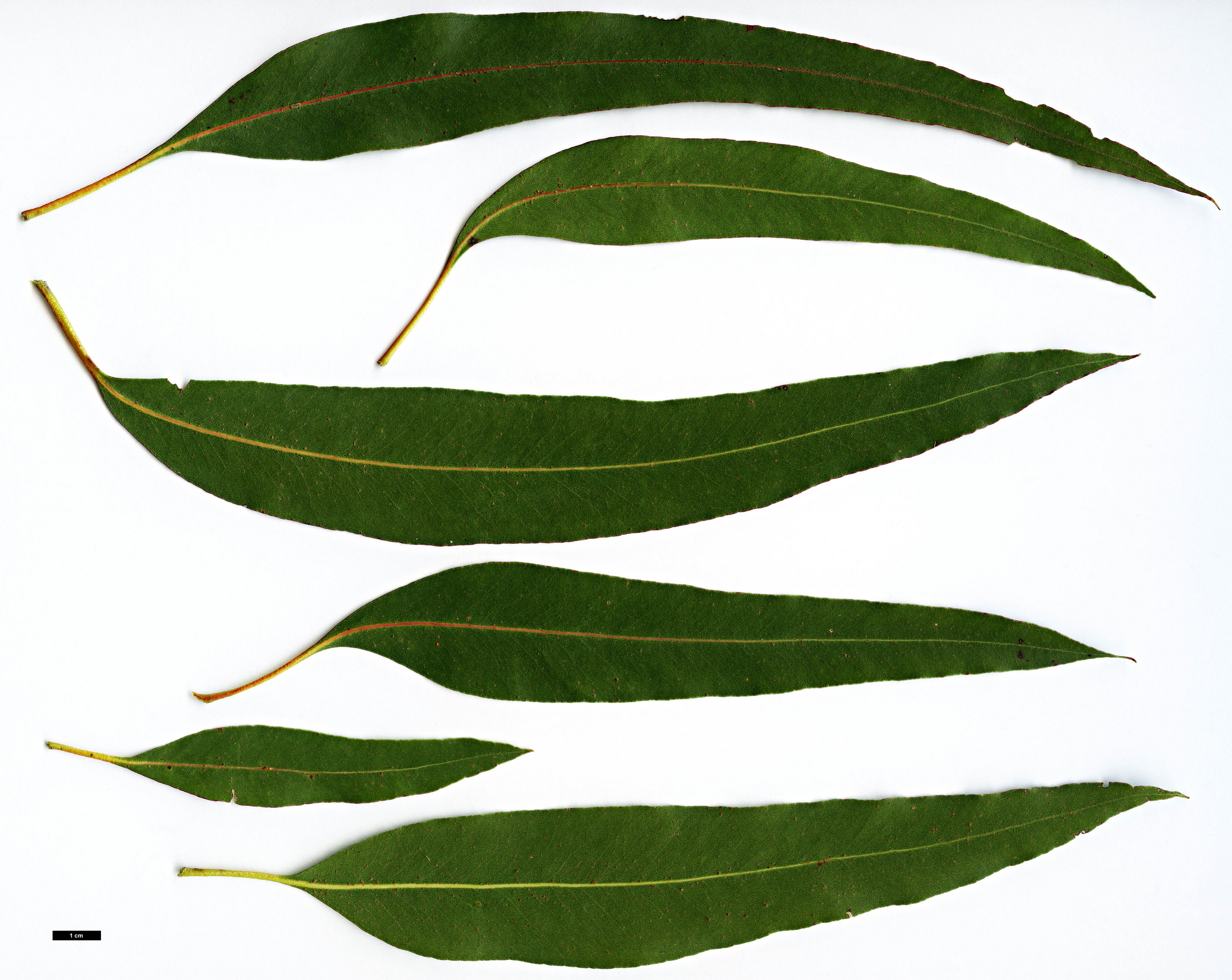 High resolution image: Family: Myrtaceae - Genus: Eucalyptus - Taxon: viminalis