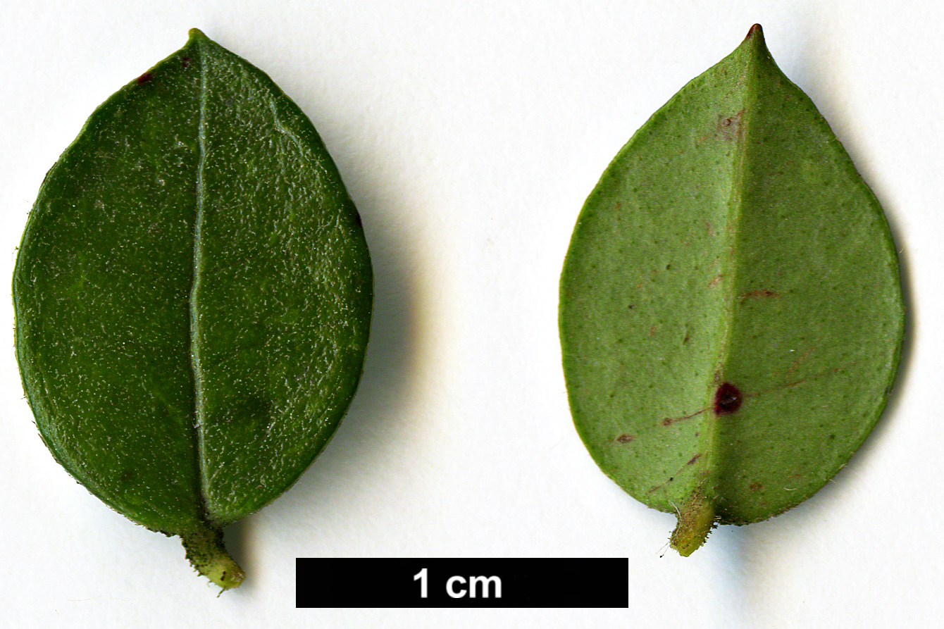 High resolution image: Family: Myrtaceae - Genus: Luma - Taxon: apiculata