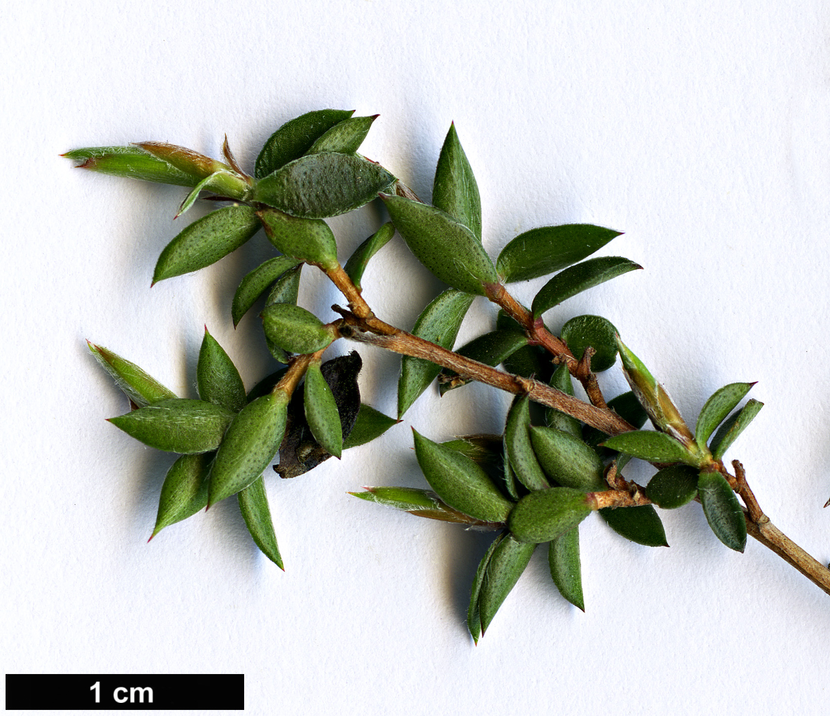 High resolution image: Family: Myrtaceae - Genus: Melaleuca - Taxon: alternifolia