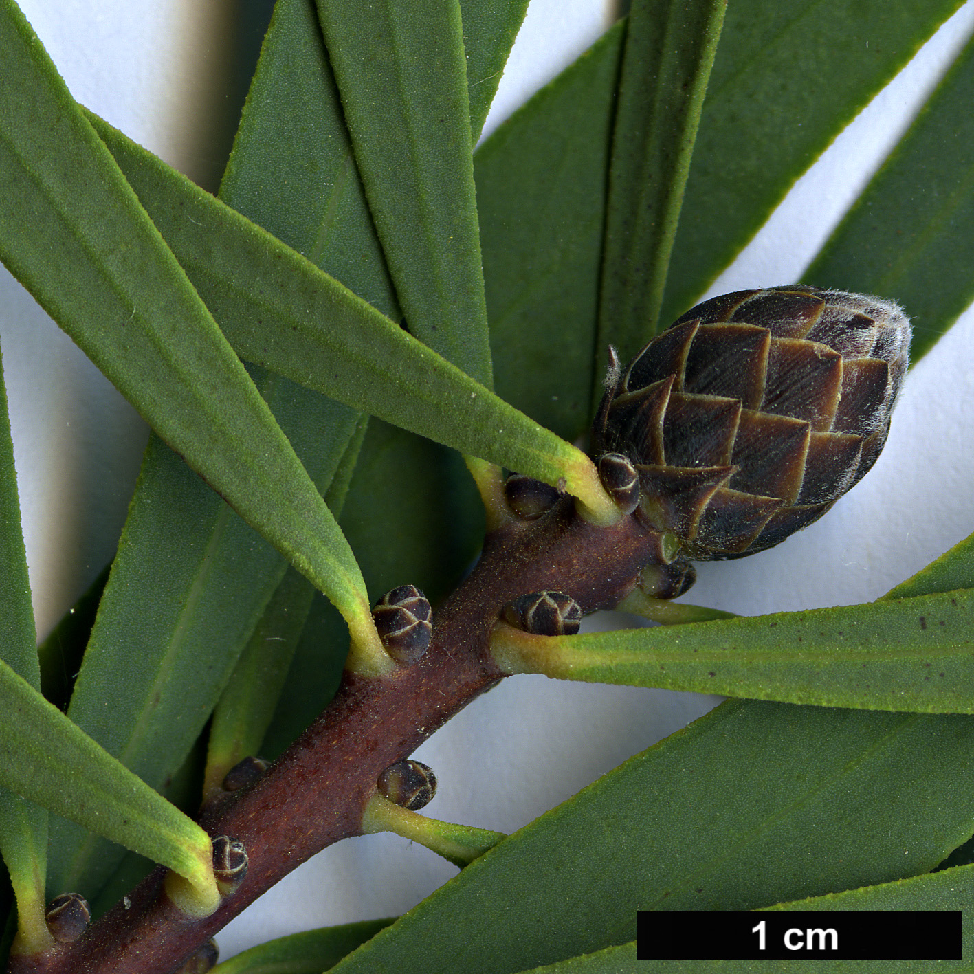 High resolution image: Family: Myrtaceae - Genus: Melaleuca - Taxon: glauca