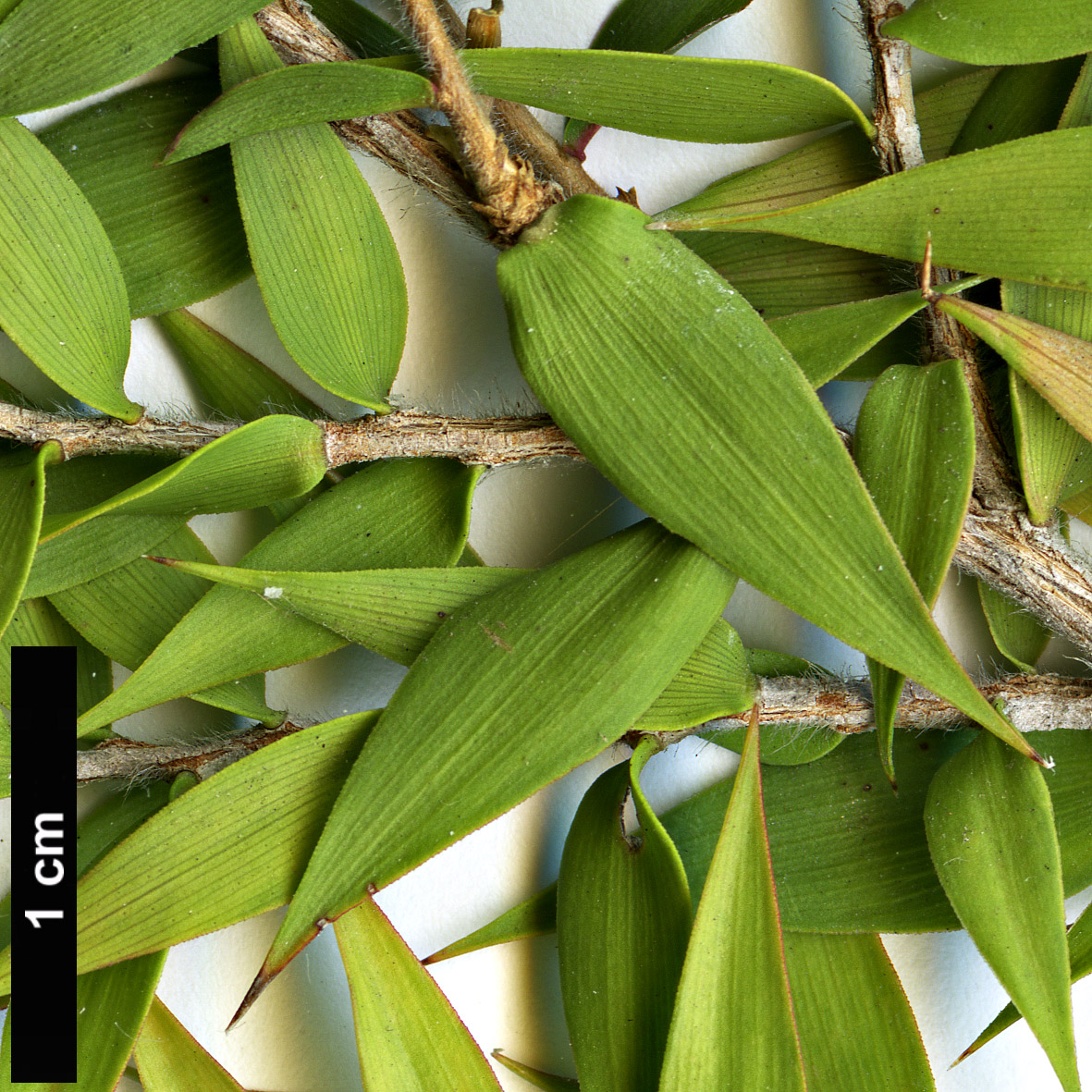 High resolution image: Family: Myrtaceae - Genus: Melaleuca - Taxon: styphellioides