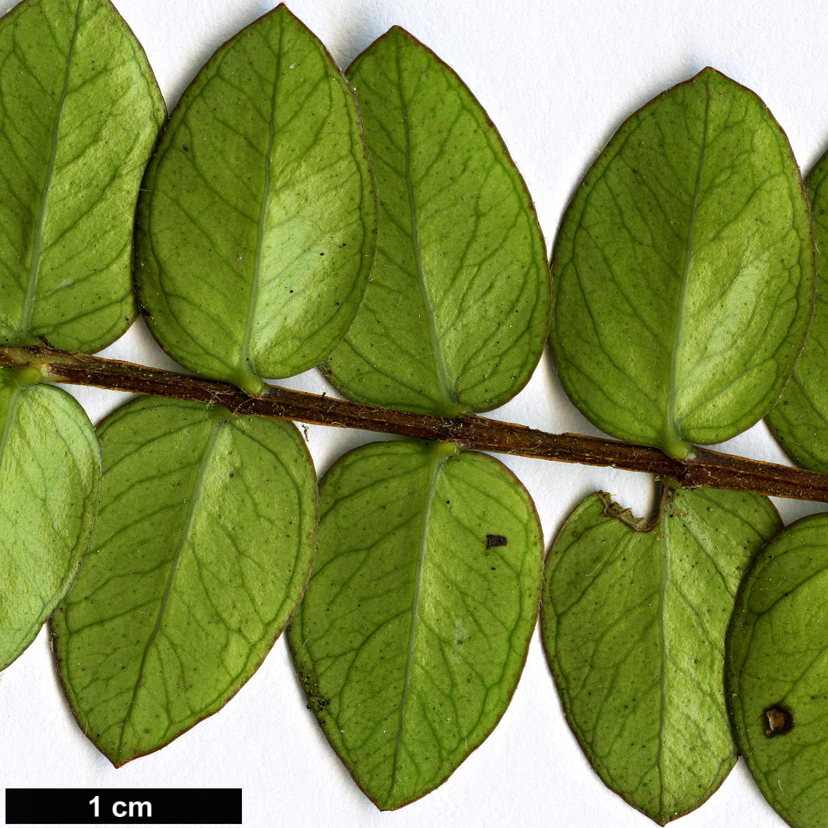 High resolution image: Family: Myrtaceae - Genus: Metrosideros - Taxon: diffusa