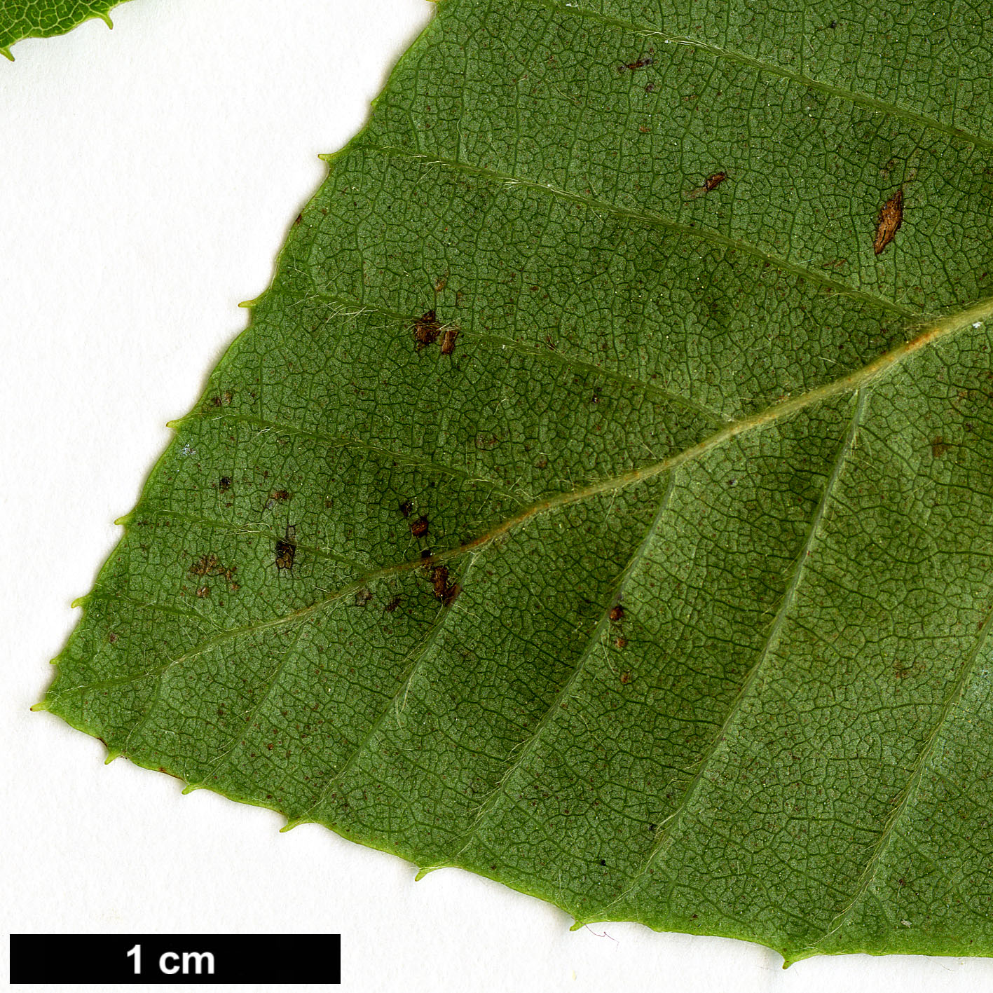 High resolution image: Family: Nothofagaceae - Genus: Nothofagus - Taxon: alessandrii