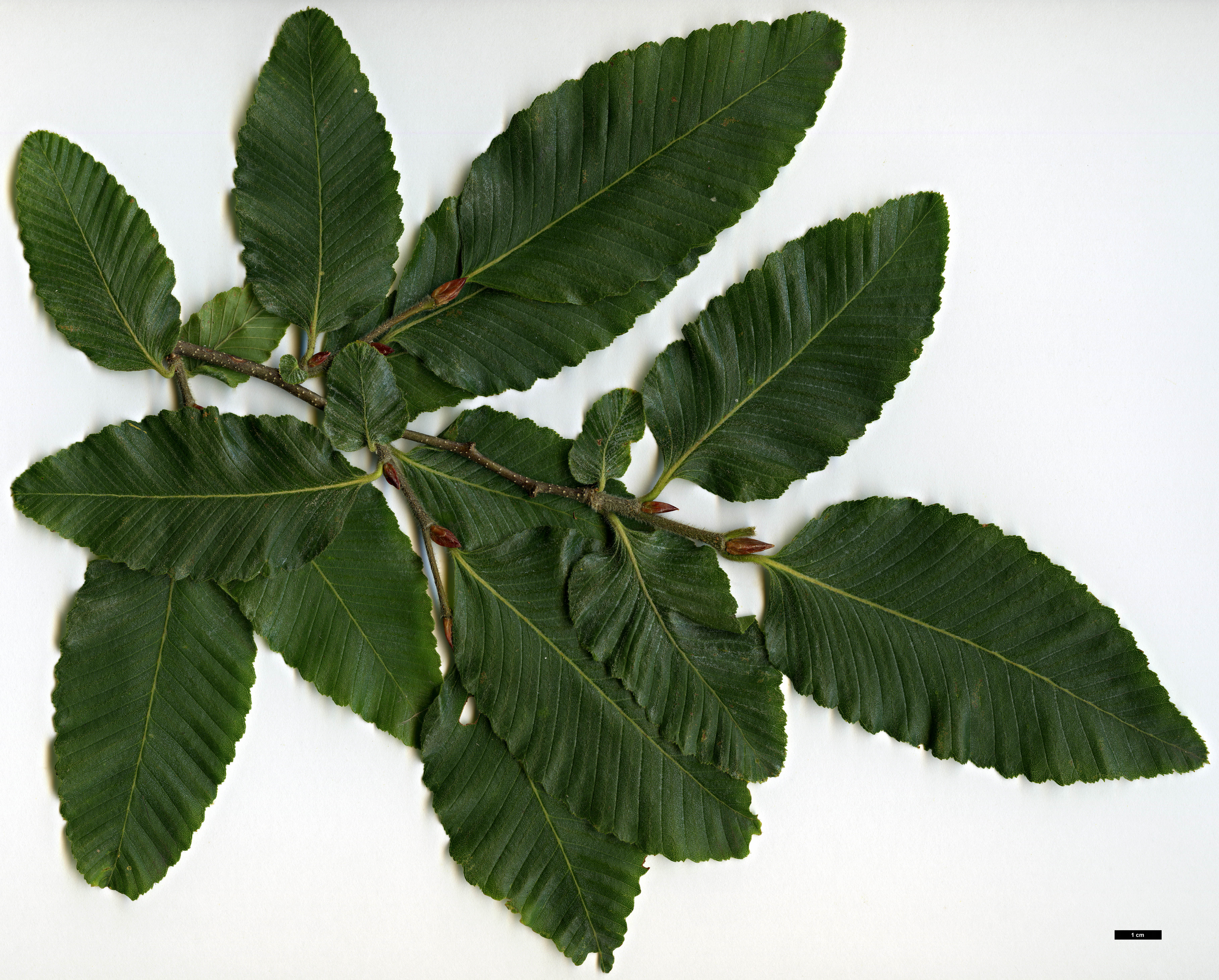 High resolution image: Family: Nothofagaceae - Genus: Nothofagus - Taxon: alpina