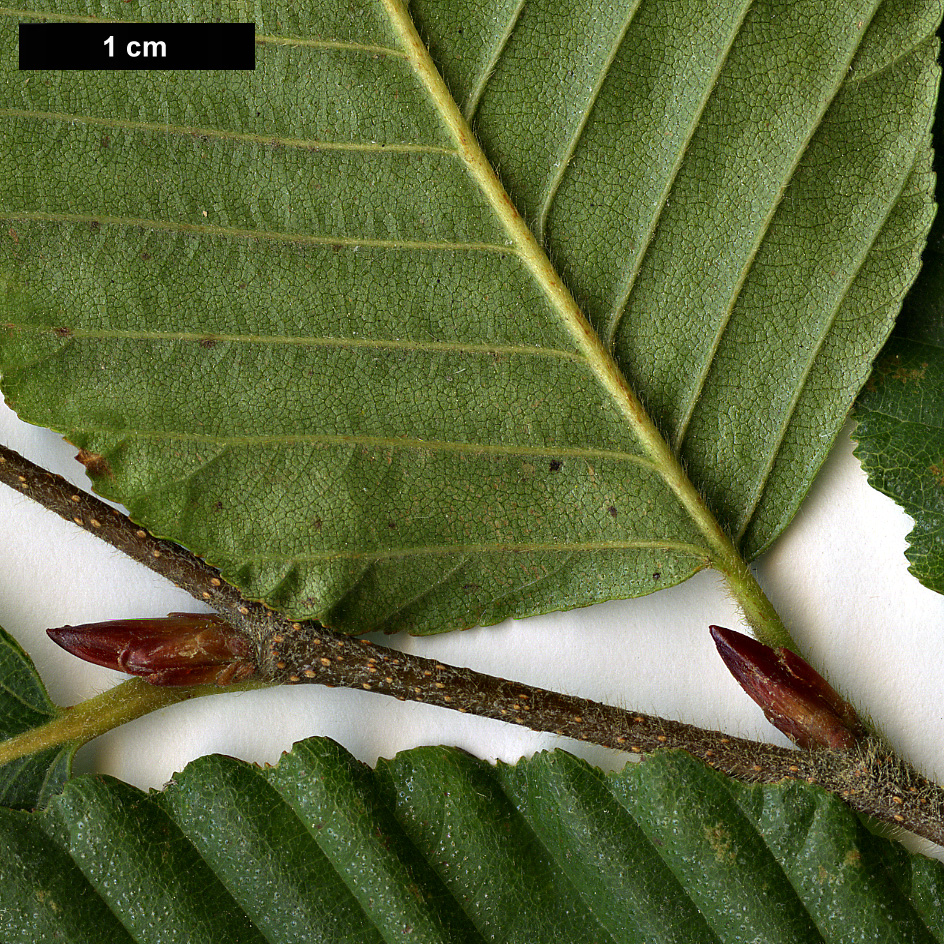 High resolution image: Family: Nothofagaceae - Genus: Nothofagus - Taxon: alpina