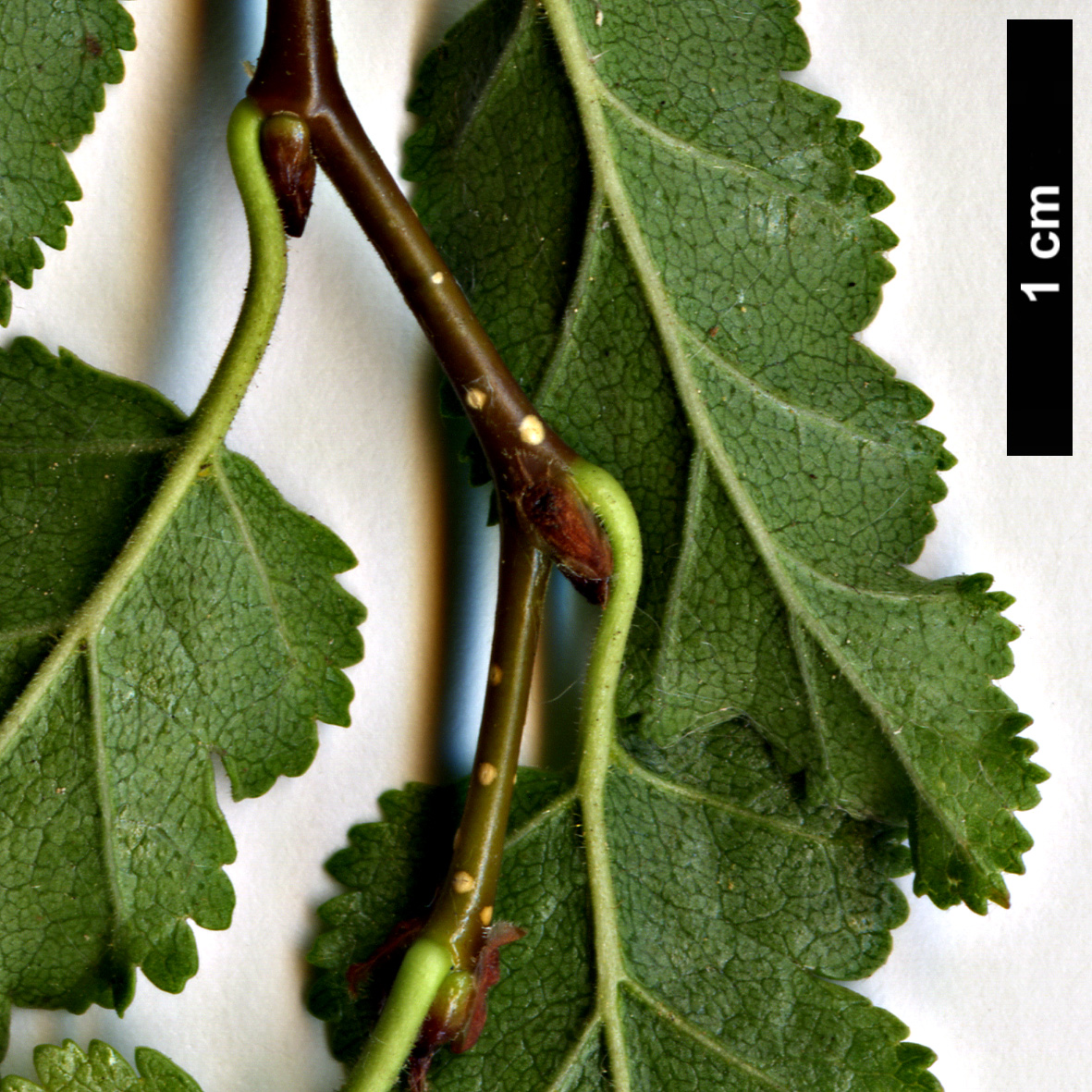 High resolution image: Family: Nothofagaceae - Genus: Nothofagus - Taxon: antarctica