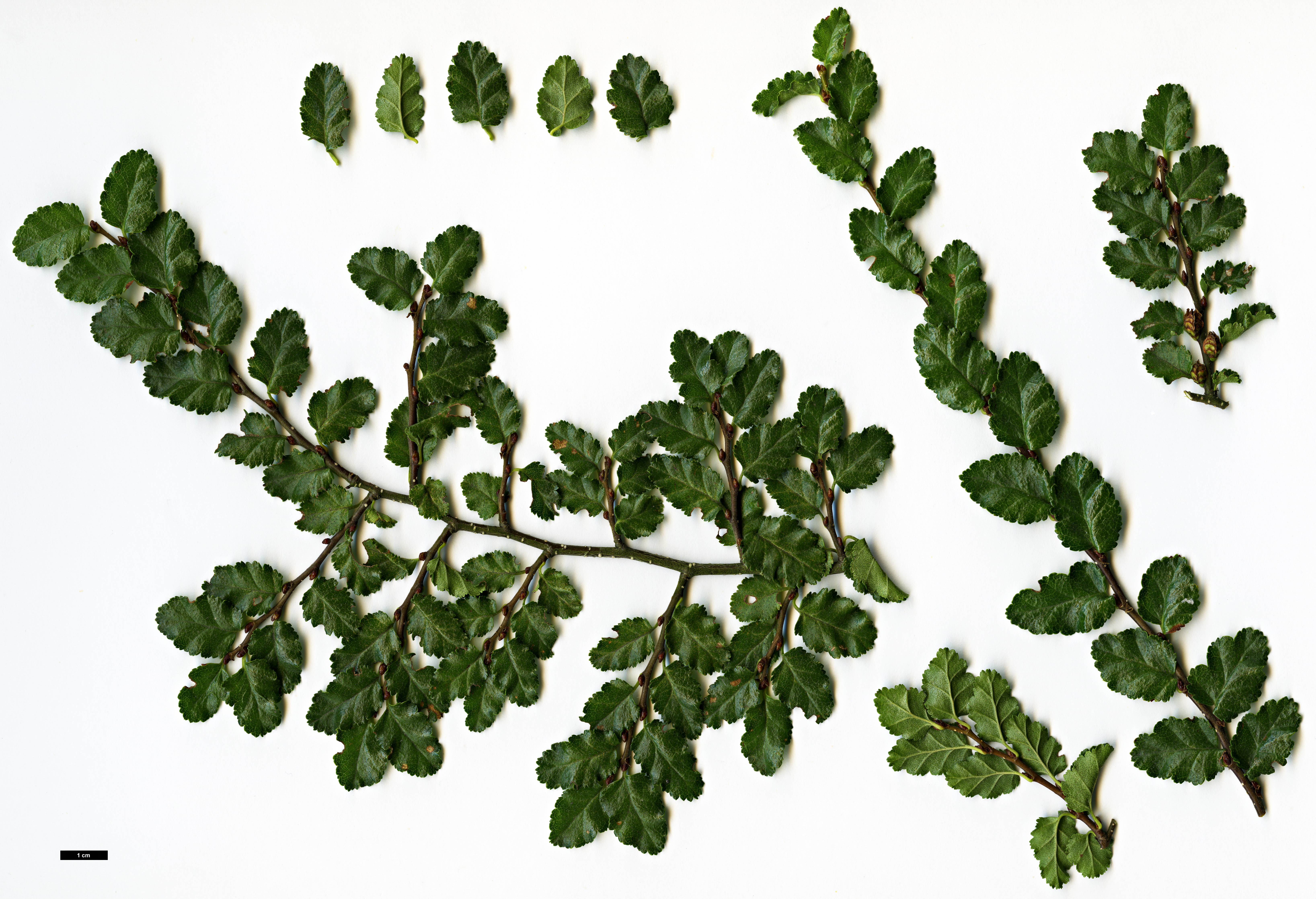 High resolution image: Family: Nothofagaceae - Genus: Nothofagus - Taxon: antarctica