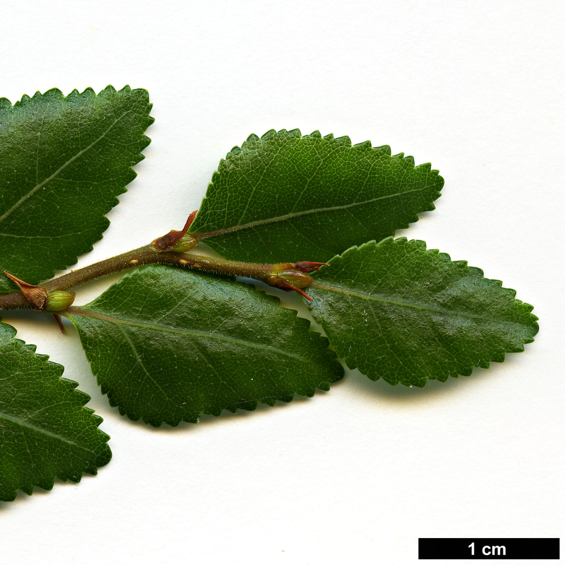 High resolution image: Family: Nothofagaceae - Genus: Nothofagus - Taxon: betuloides