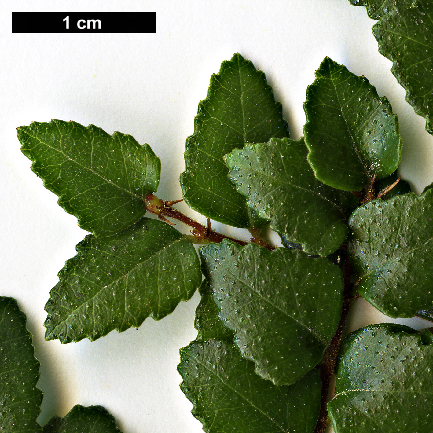 High resolution image: Family: Nothofagaceae - Genus: Nothofagus - Taxon: cunninghamii