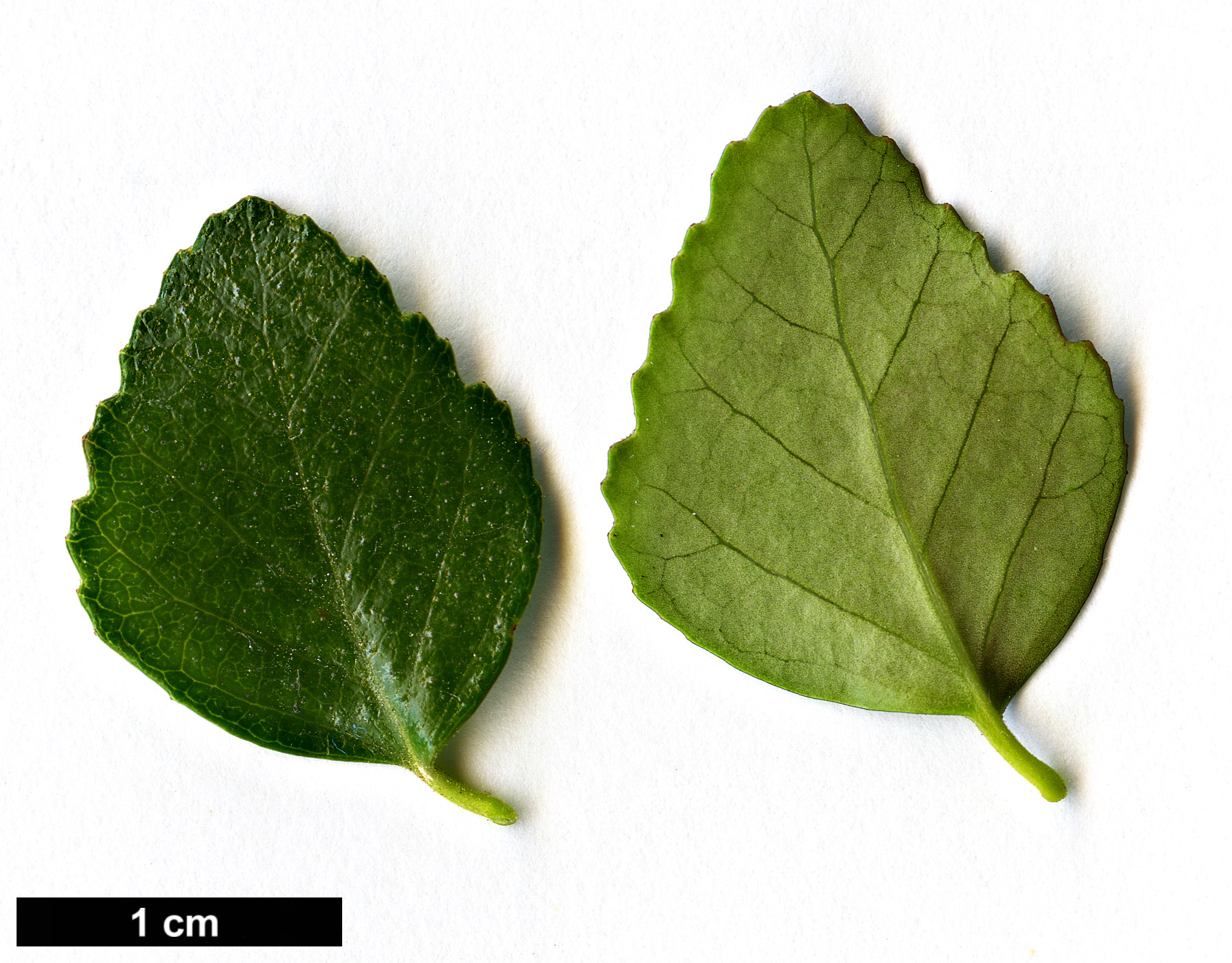 High resolution image: Family: Nothofagaceae - Genus: Nothofagus - Taxon: cunninghamii