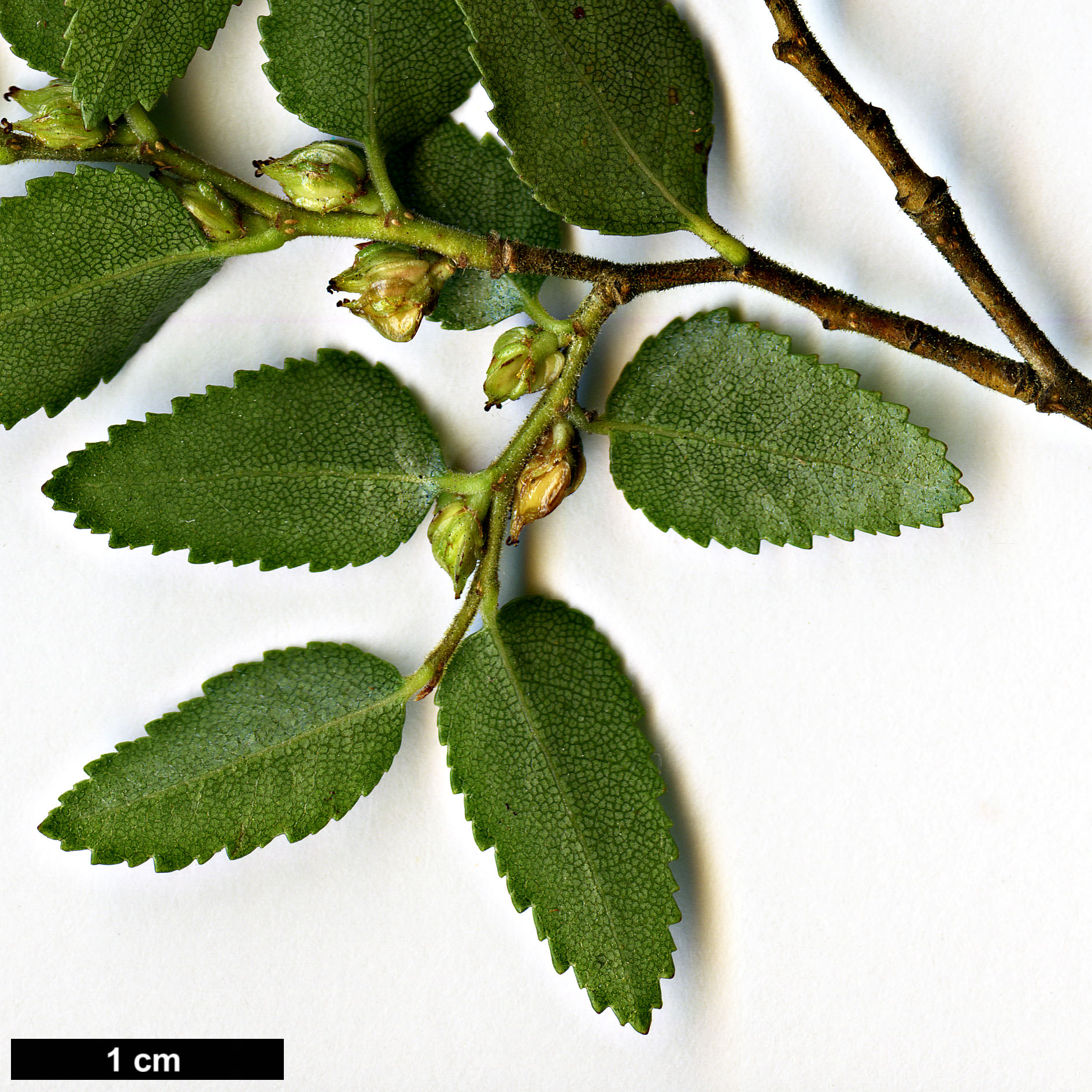 High resolution image: Family: Nothofagaceae - Genus: Nothofagus - Taxon: dombeyi