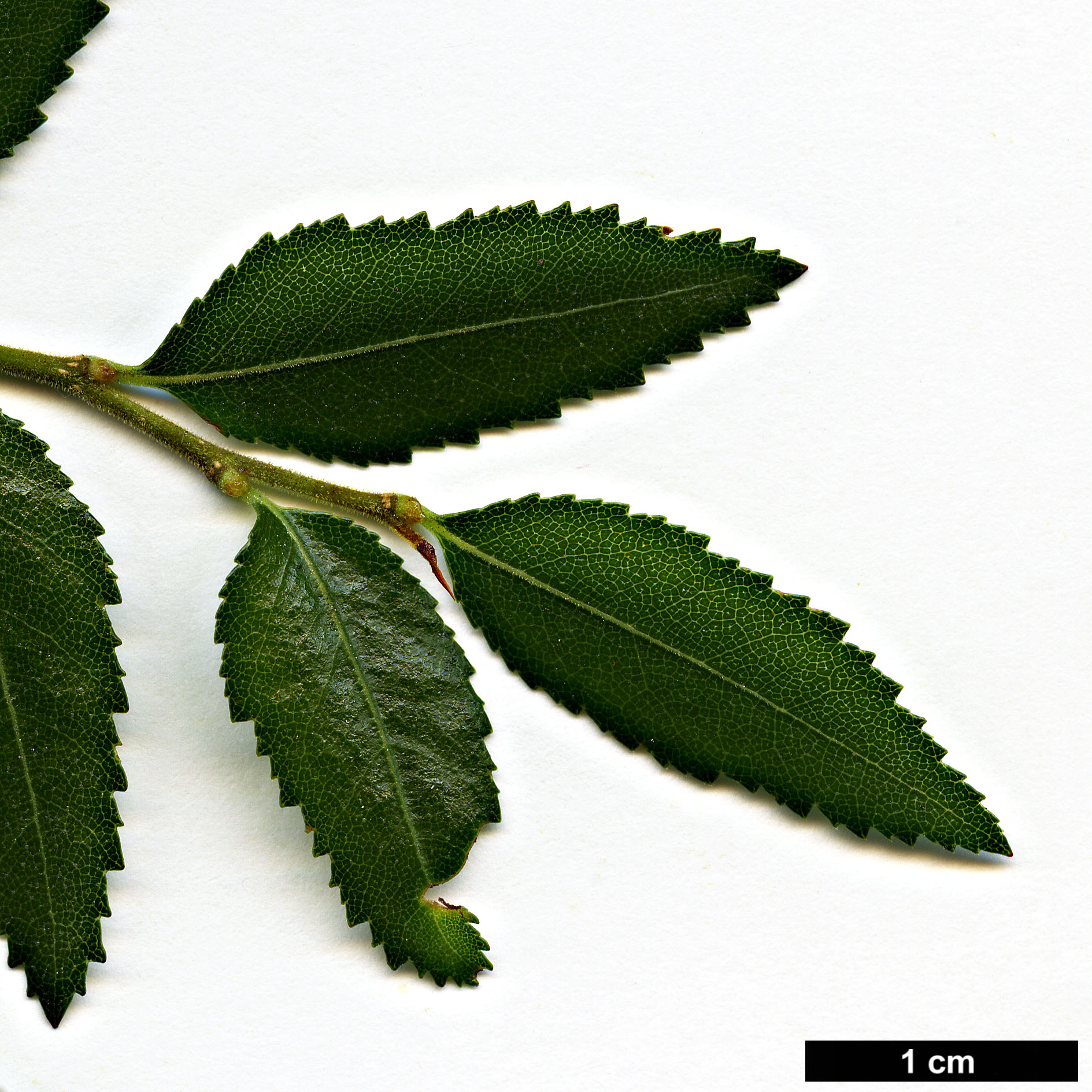 High resolution image: Family: Nothofagaceae - Genus: Nothofagus - Taxon: dombeyi