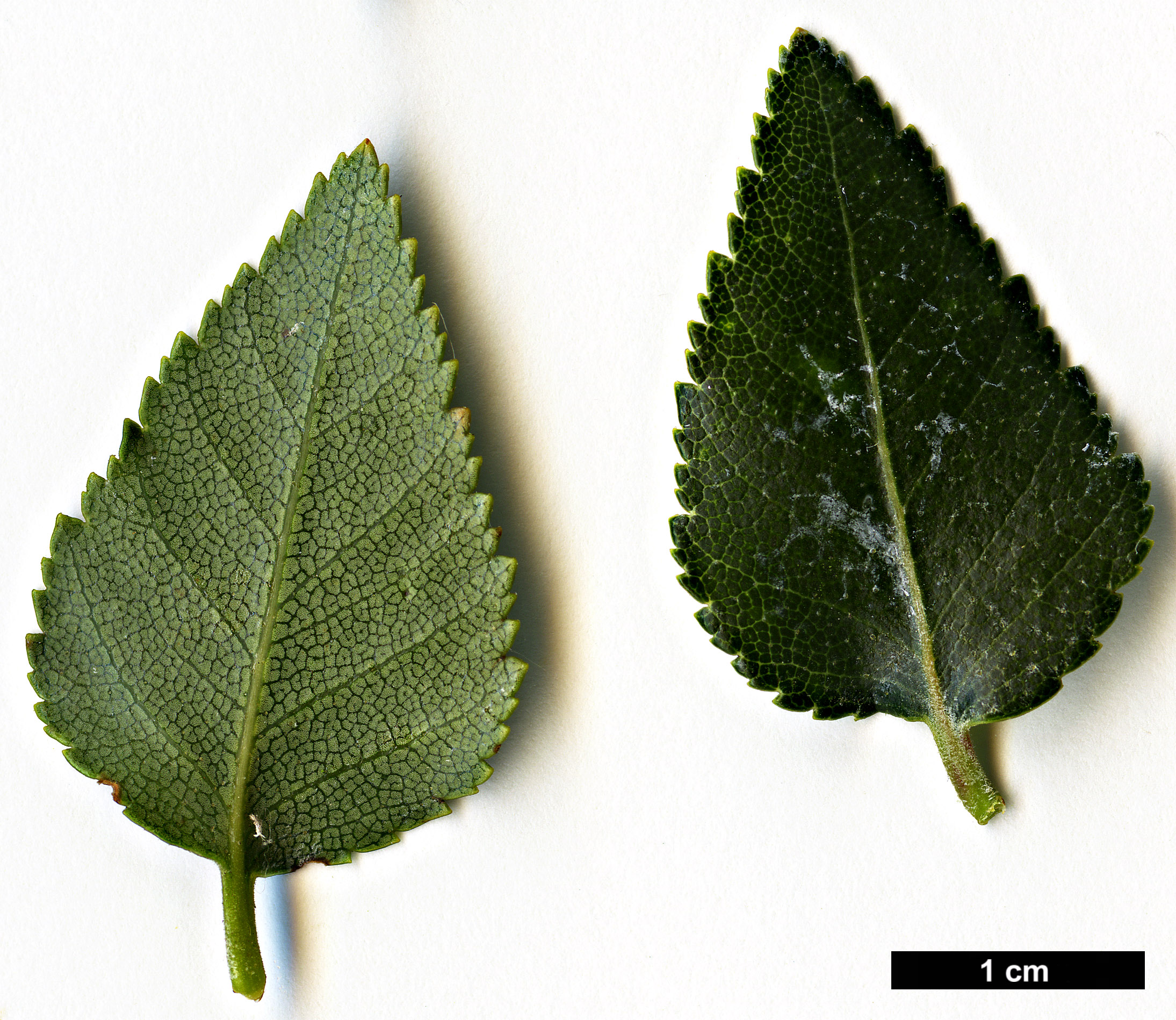 High resolution image: Family: Nothofagaceae - Genus: Nothofagus - Taxon: dombeyi