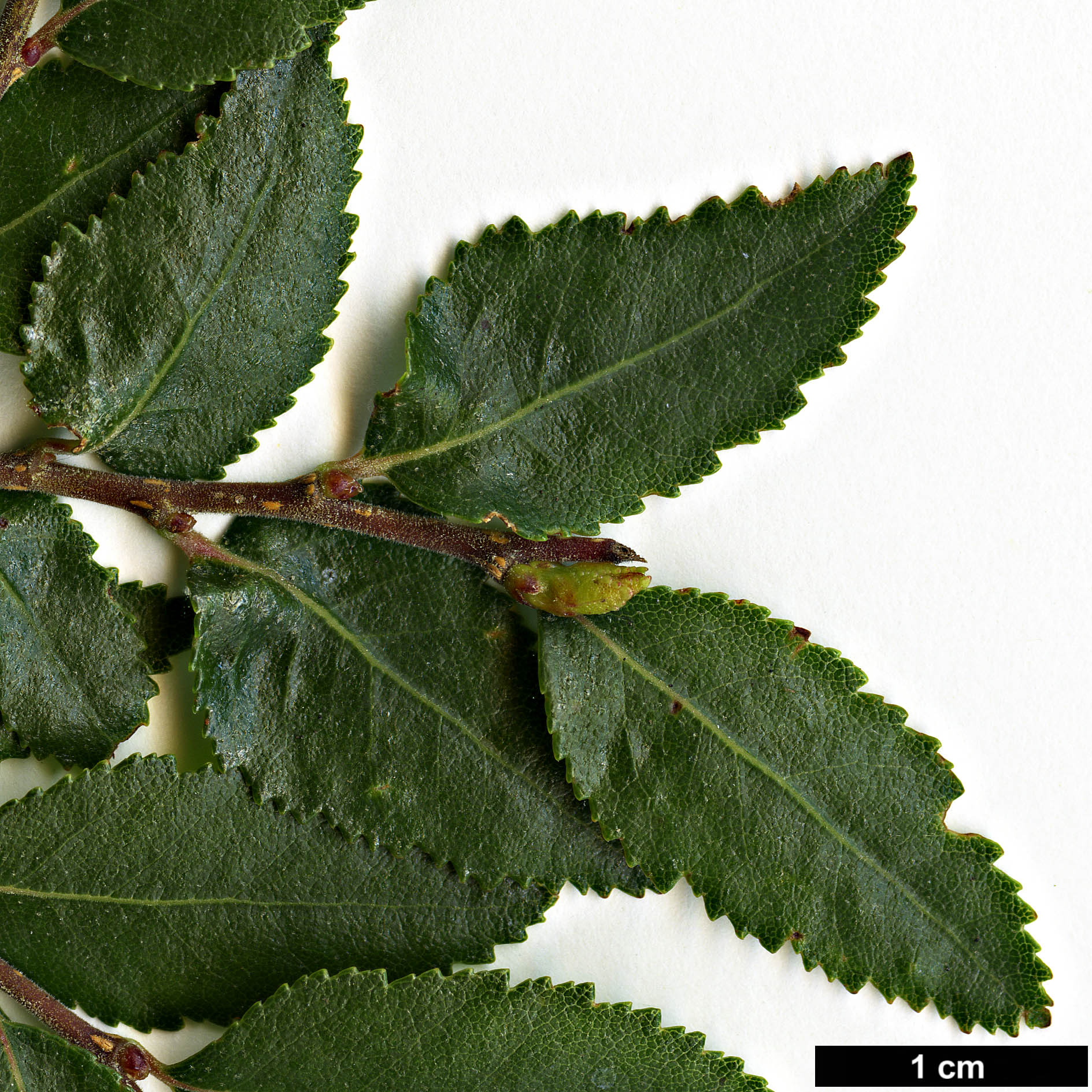 High resolution image: Family: Nothofagaceae - Genus: Nothofagus - Taxon: dombeyi