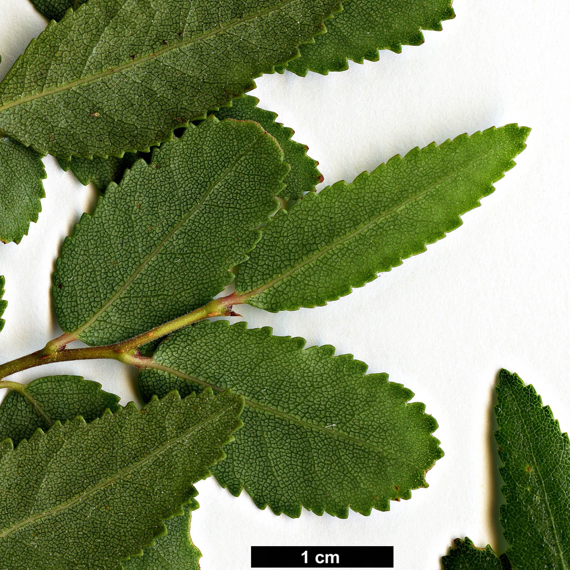 High resolution image: Family: Nothofagaceae - Genus: Nothofagus - Taxon: dombeyi