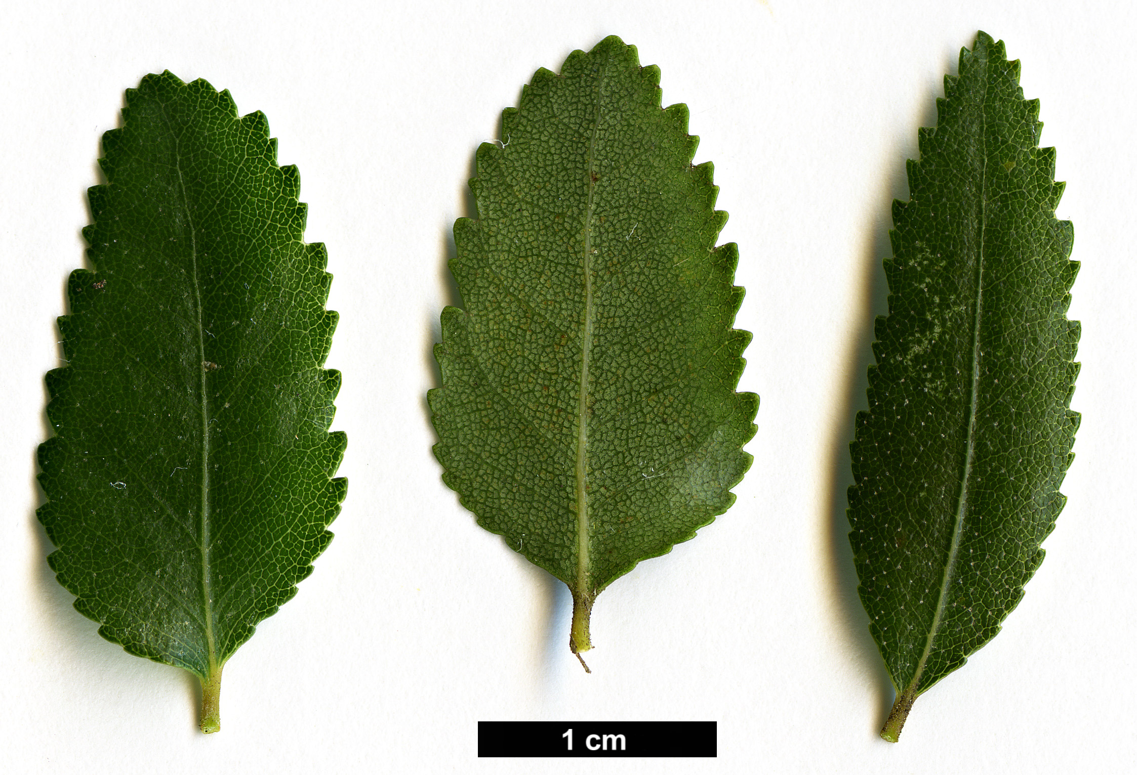 High resolution image: Family: Nothofagaceae - Genus: Nothofagus - Taxon: dombeyi