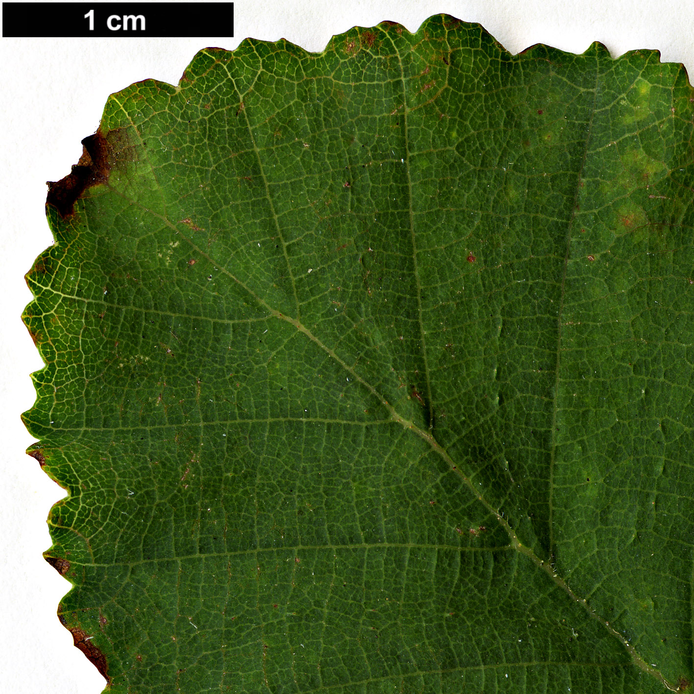 High resolution image: Family: Nothofagaceae - Genus: Nothofagus - Taxon: glauca