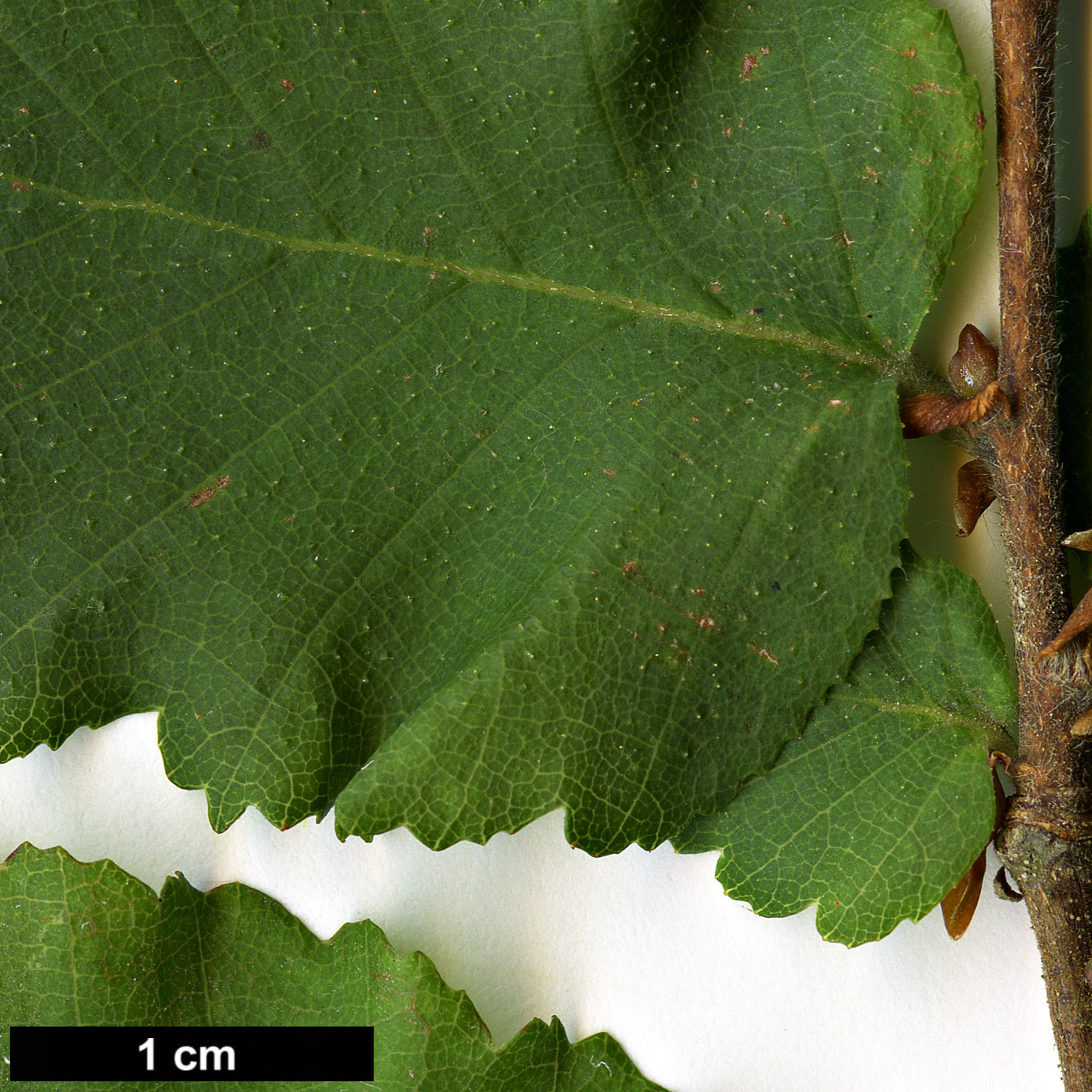 High resolution image: Family: Nothofagaceae - Genus: Nothofagus - Taxon: glauca